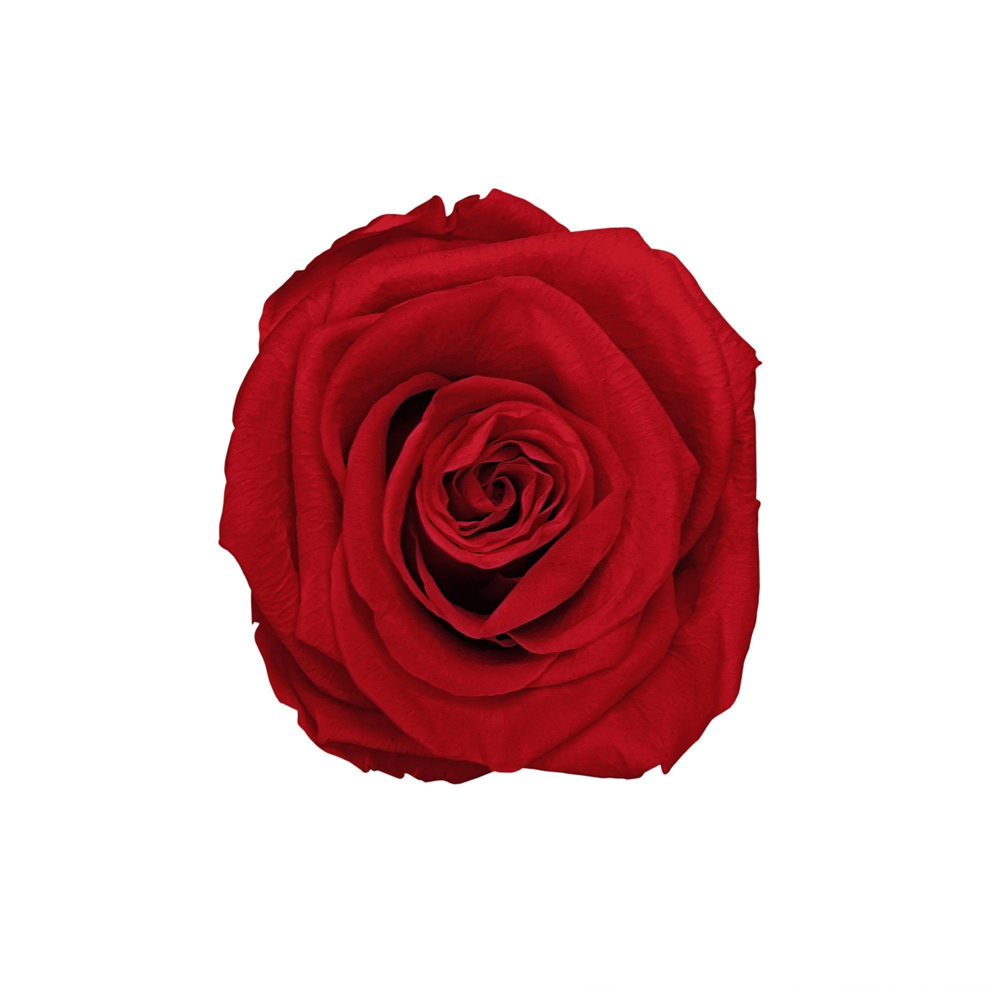 Kunstblume Runde Rosenbox Infinity Holy Höhe in Rose, Richter duftende Infinity I cm Flowers, I I haltbar Heritage Rose konservierte mit 1er Jahre 3 by Blumen weiß Raul 9 Red Echte