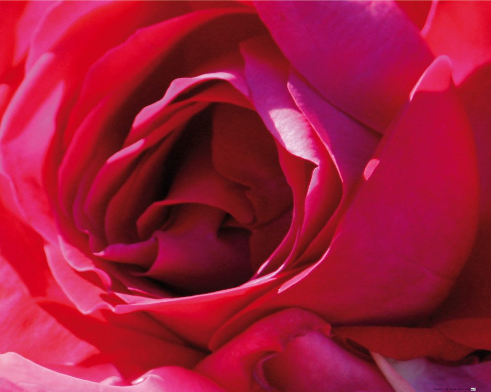 1art1 Poster Rosen Kunstdruck Bild - Eine Rose Ist Eine Rose (50 x 40
