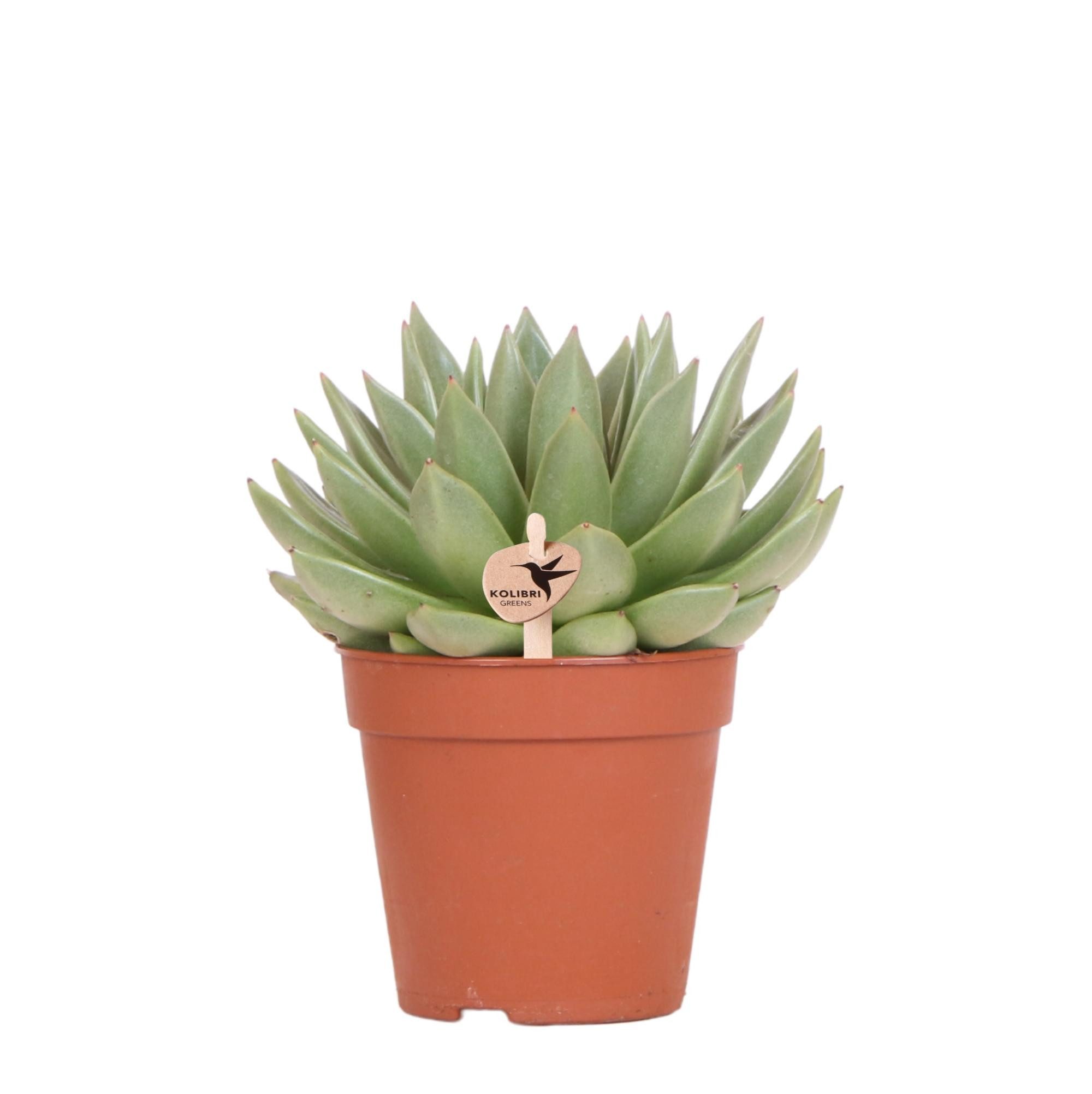 Exotenherz Zimmerpflanze Grünpflanze Sukkulente Echeveria Miranda Topfgröße 12cm