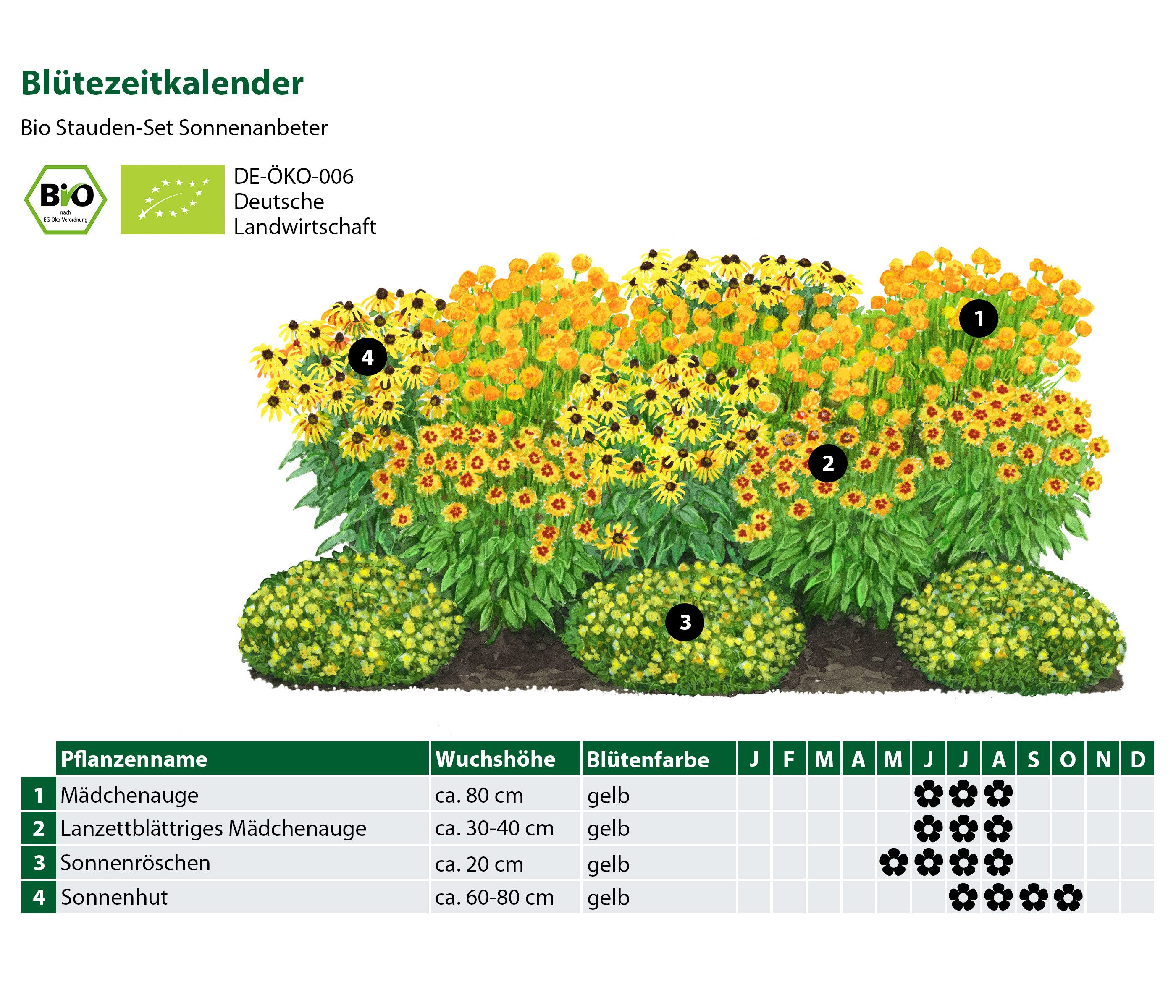 Dehner Staude Bio Stauden-Set Sonnenanbeter, je 5-20 cm exkl. Pflanztopf, gelb, 12 mehrjährige Pflanzen für sonnige Standorte, insektenfreundlich