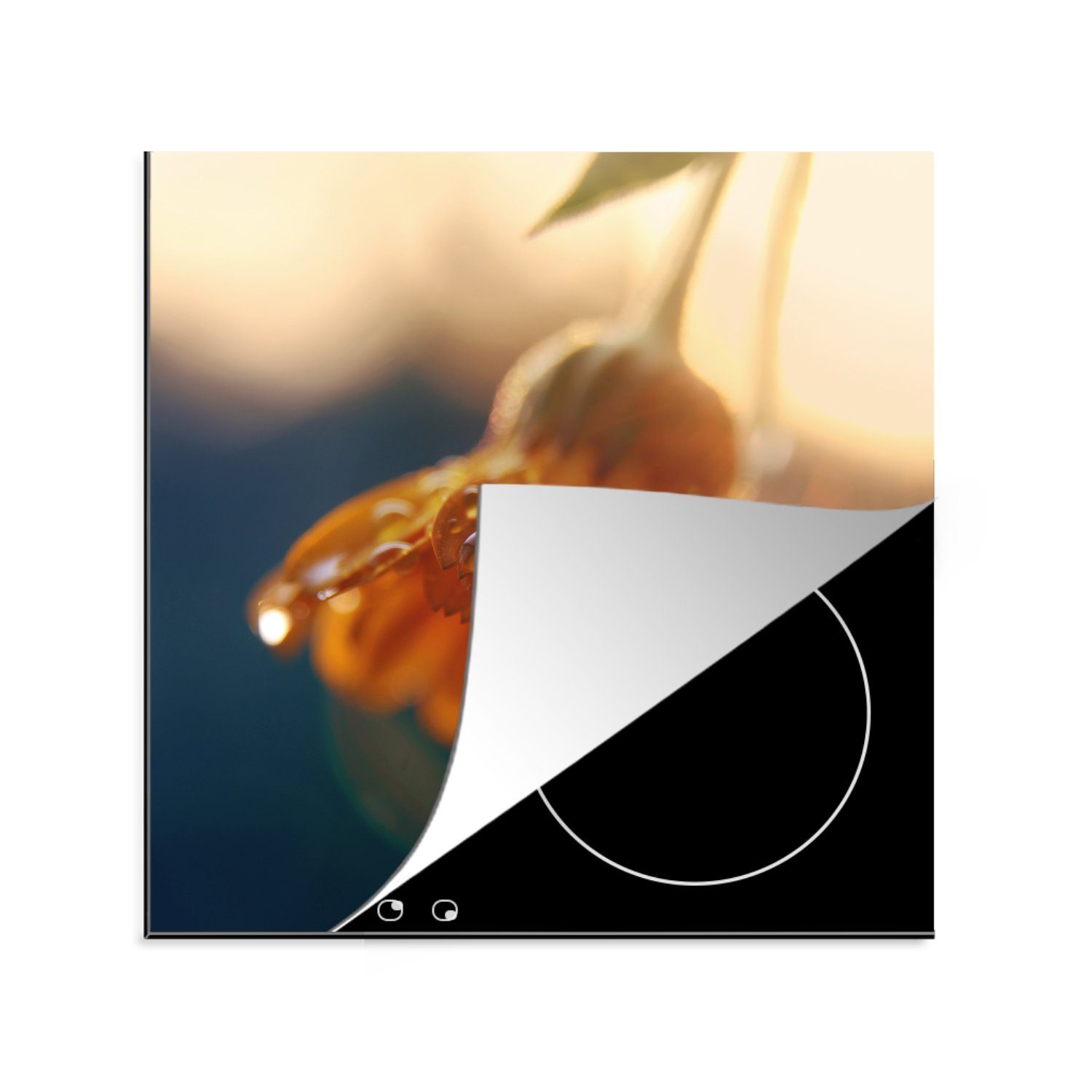 MuchoWow Herdblende-/Abdeckplatte Ringelblume mit Wassertropfen, Vinyl, (1 tlg), 78x78 cm, Ceranfeldabdeckung, Arbeitsplatte für küche