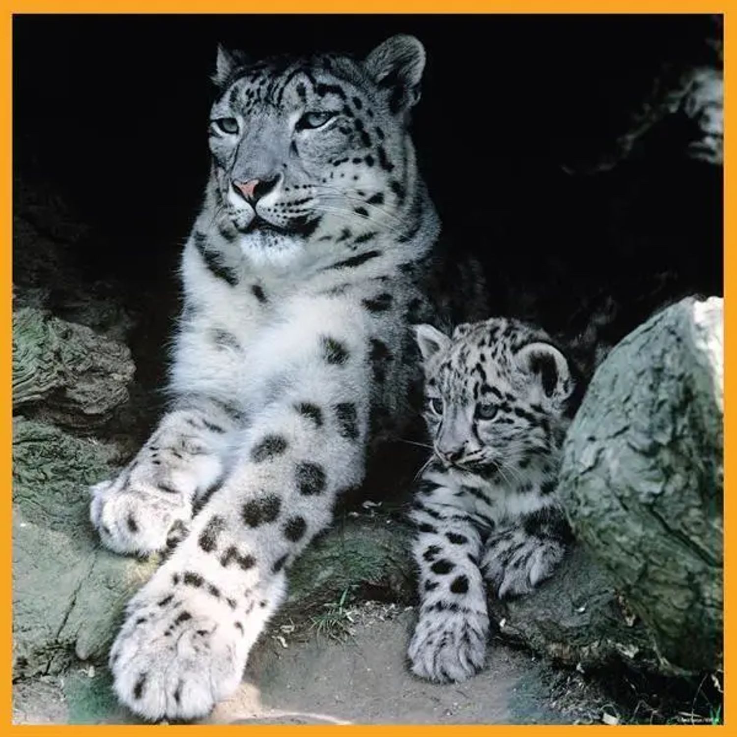 ambassador Puzzle Schneeleoparden 100 Teile (Puzzle), 100 Puzzleteile