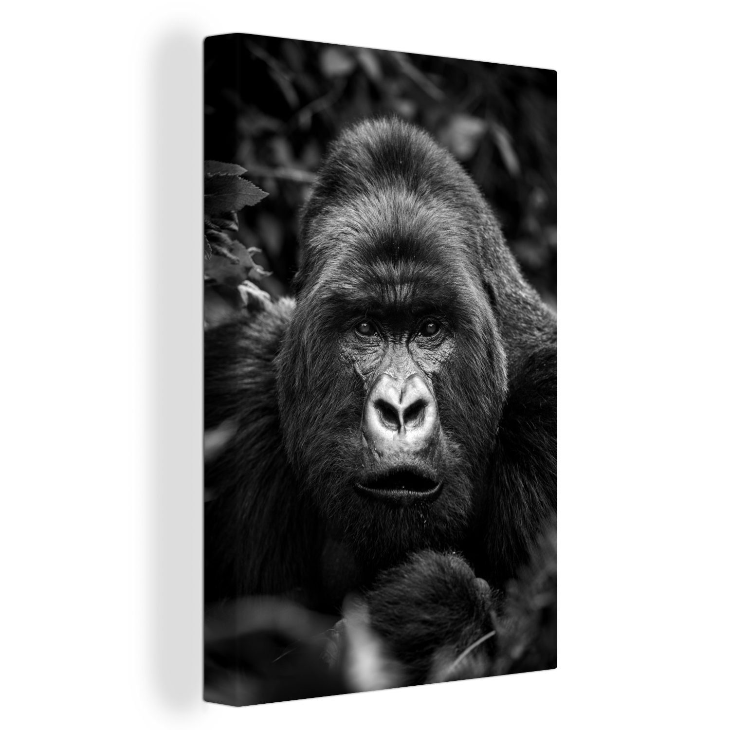 Gemälde, cm OneMillionCanvasses® Leinwandbild inkl. mit fertig bespannt St), (1 die Zackenaufhänger, perlweißen in Augen Kamera -, seinen Leinwandbild 20x30 Gorilla blickt
