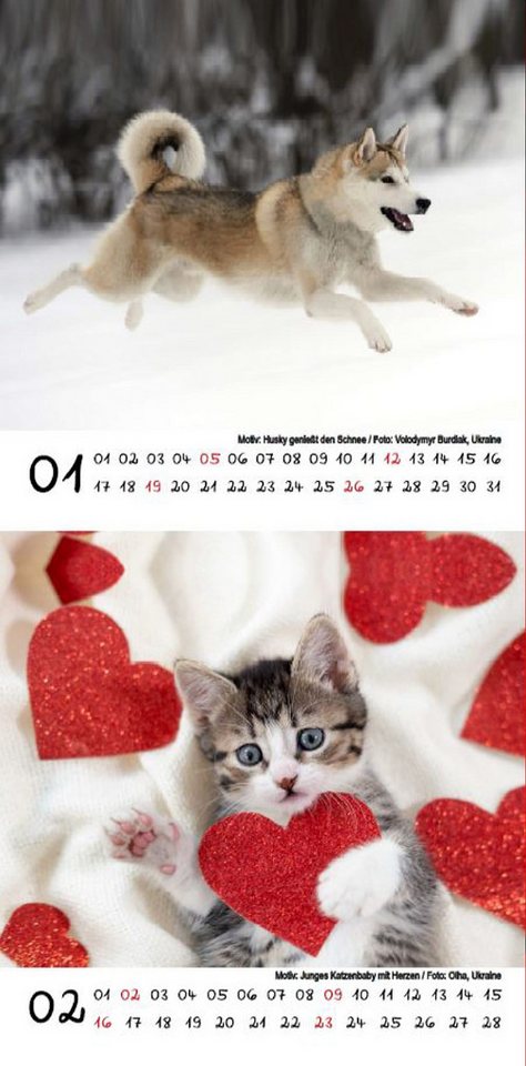 Thumbnail - Seelenzauber Tischkalender Tierzauber Haustiere Kalender für 2025 Format 10cm x 10cm Tier