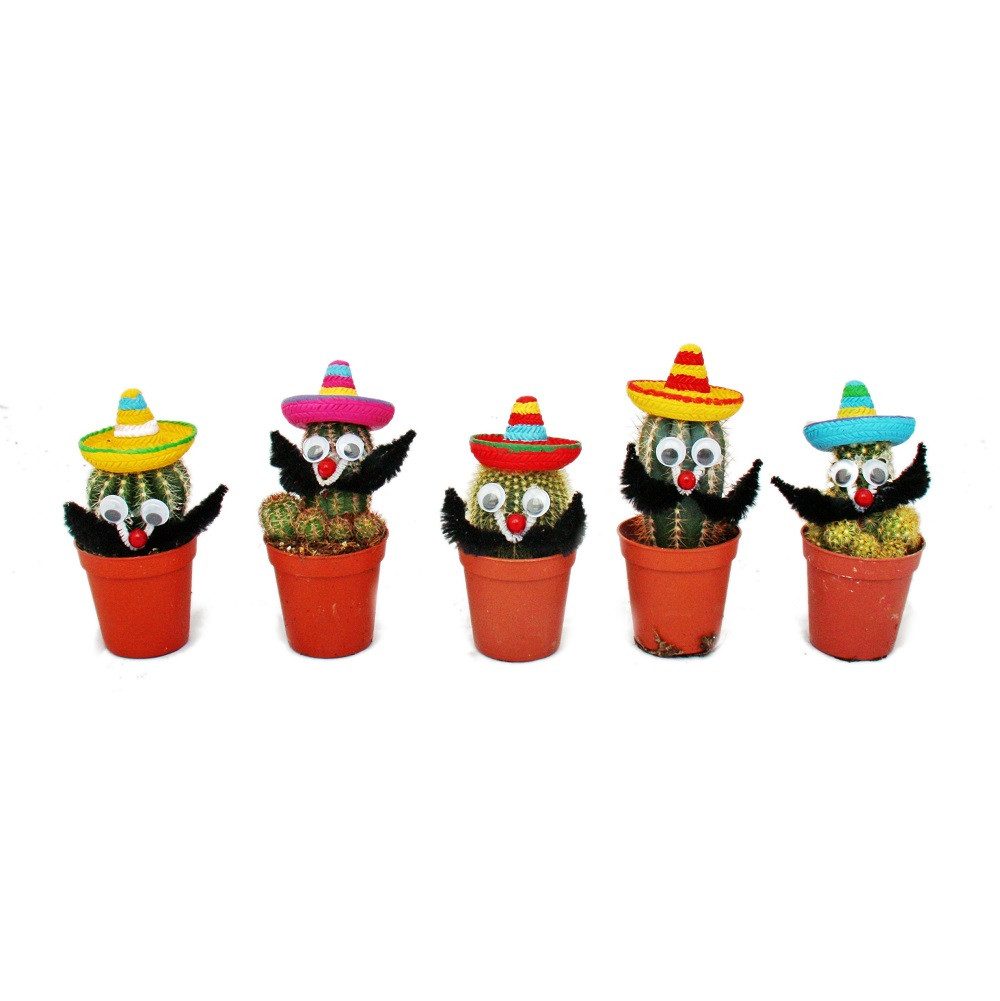 Exotenherz Kaktus Kakteen mit lustigem Sombrero