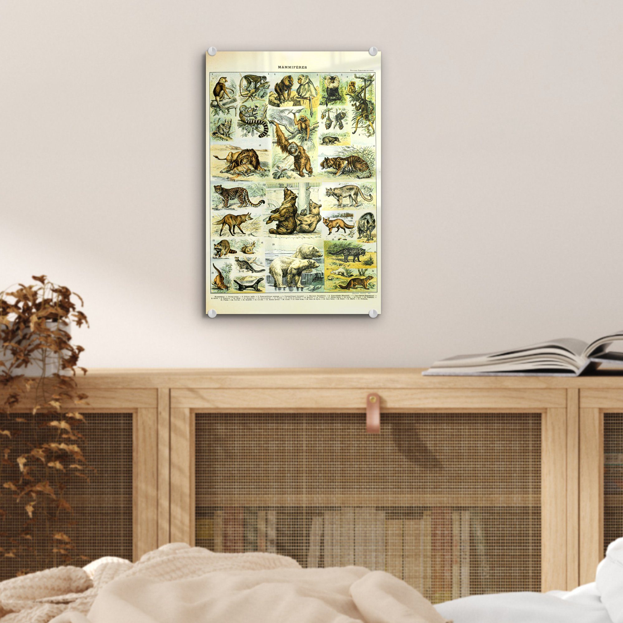 MuchoWow Acrylglasbild Tiere Bären, - (1 - auf - Wanddekoration St), Glasbilder Bilder - auf Foto - Glas Glas Affe Wandbild