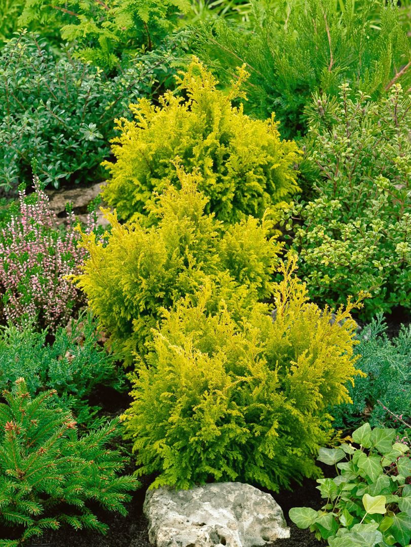 Pflanzen für Dich Konifere Chamaecyparis pisif. Plumosa Flavescens, 1 St., Gelbe Fadenzypresse, Scheinzypresse, gelbgrün, federartig