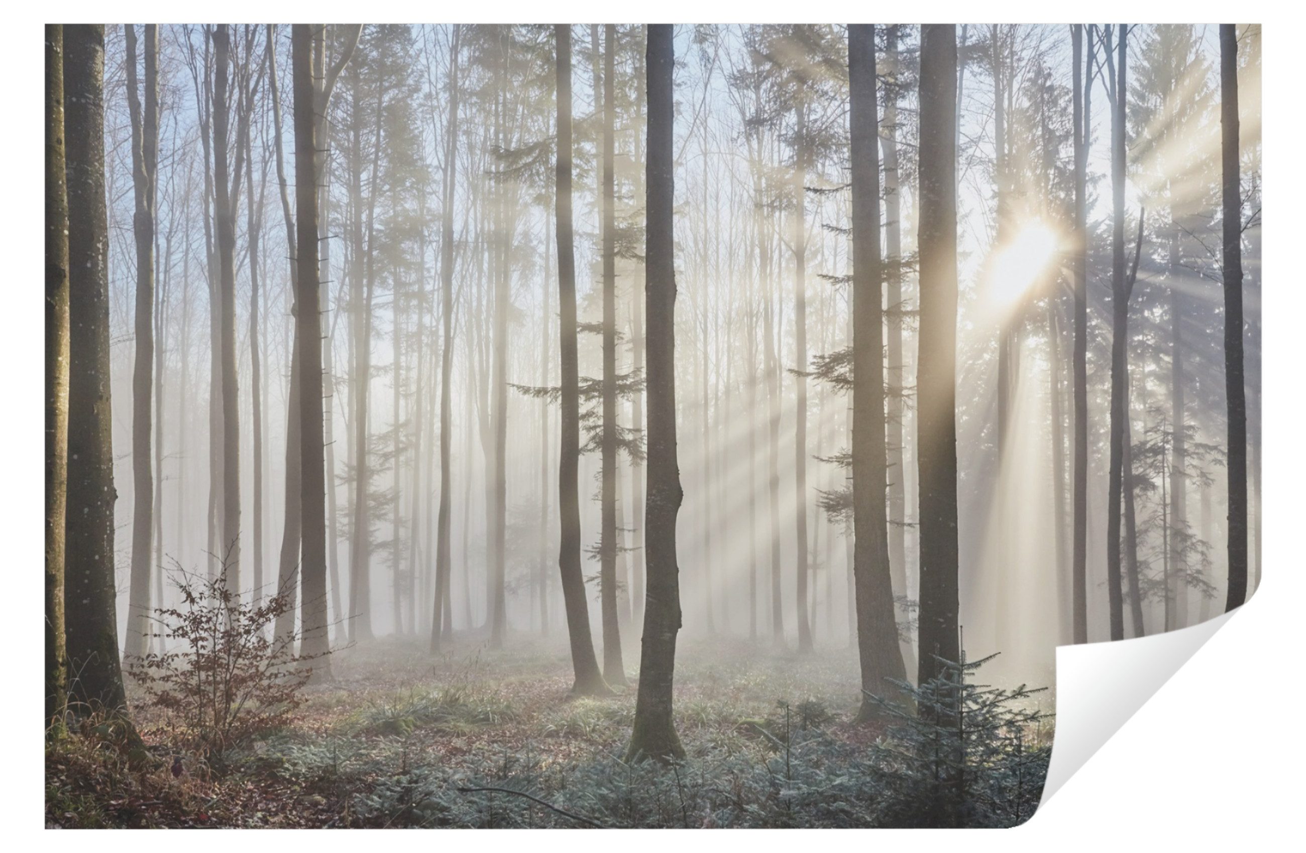 Fototapete Wald Nebel Natur Wohnzimmer Schlafzimmer Wandtapete 104x70 cm