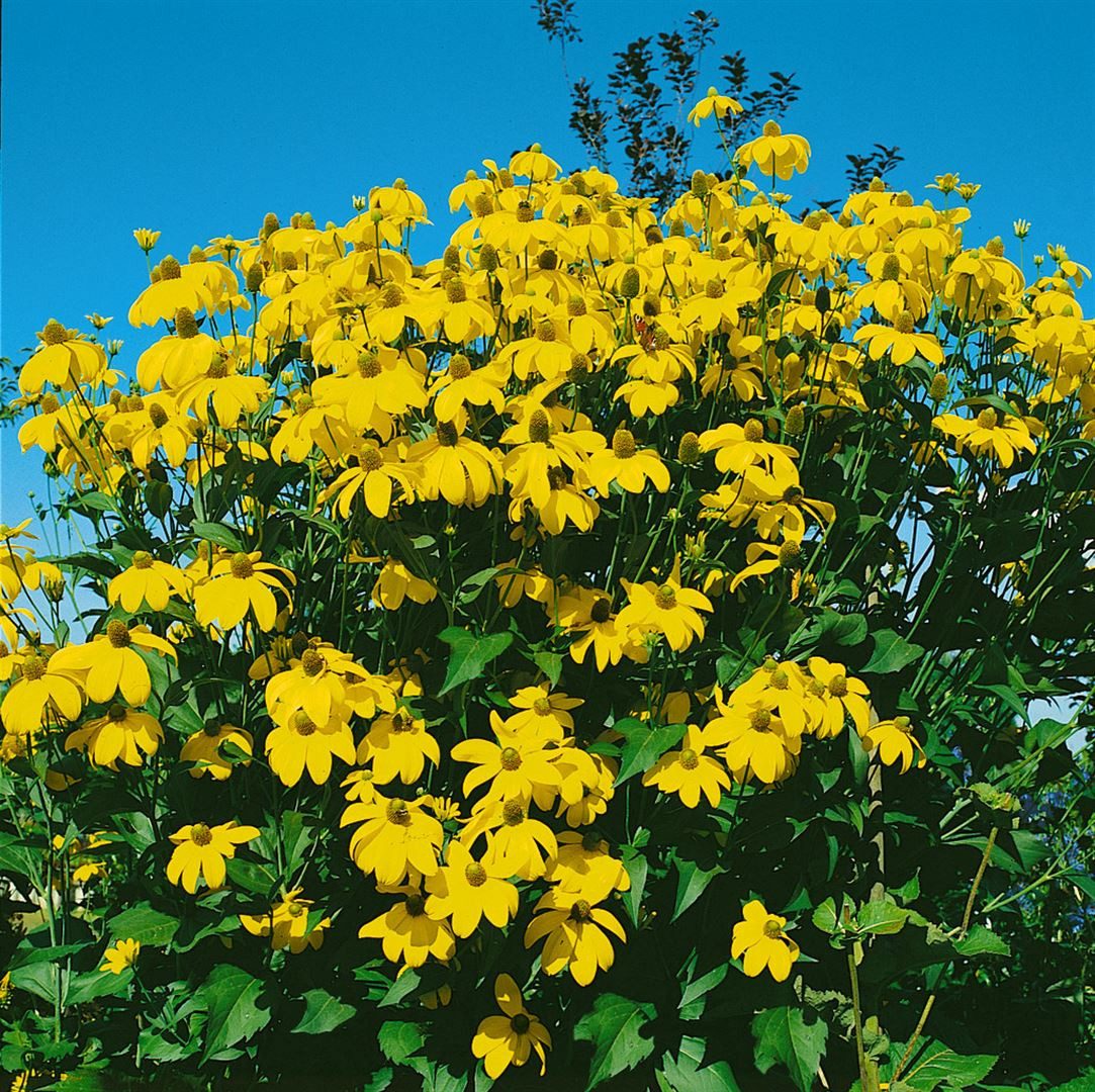 Pflanzen für Dich Staude Rudbeckia maxima, 1 St., Riesen-Sonnenhut, Große Rudbeckie