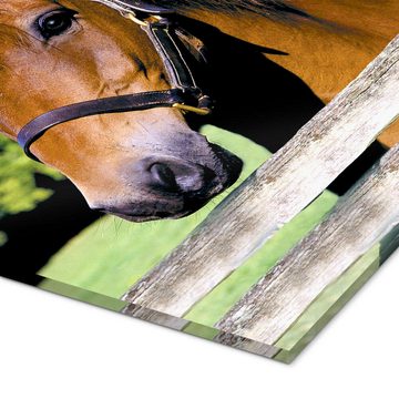 Posterlounge Acrylglasbild Greg Cuddiford, Pferd auf der Koppel, Mädchenzimmer Kindermotive