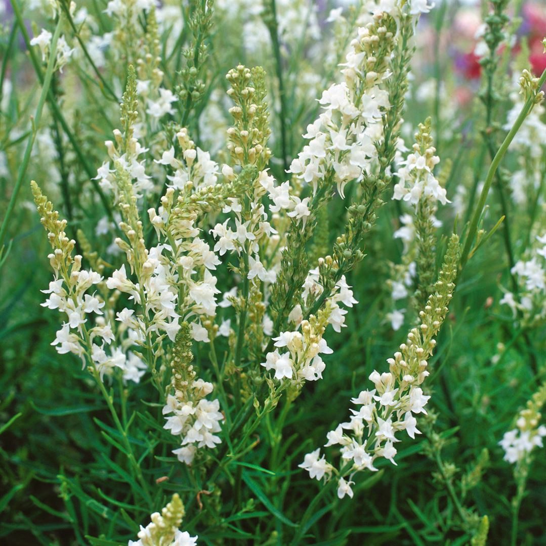 Pflanzen für Dich Staude Linaria purpurea Alba, 1 St., Weiße Purpur-Leinkraut, Weißes Leinkraut