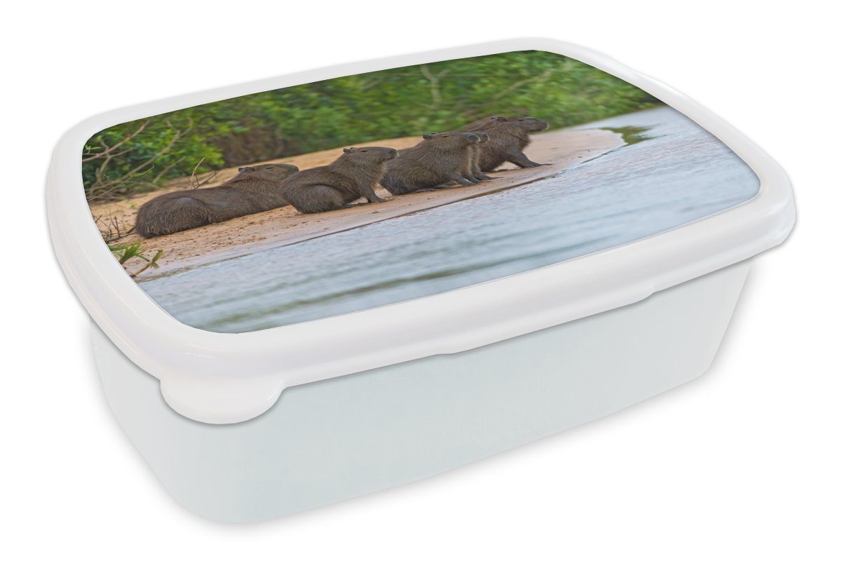 MuchoWow Lunchbox Vier Wasserschweine sitzen auf einer Sandbank im Pantanal, Kunststoff, (2-tlg), Brotbox für Kinder und Erwachsene, Brotdose, für Jungs und Mädchen weiß