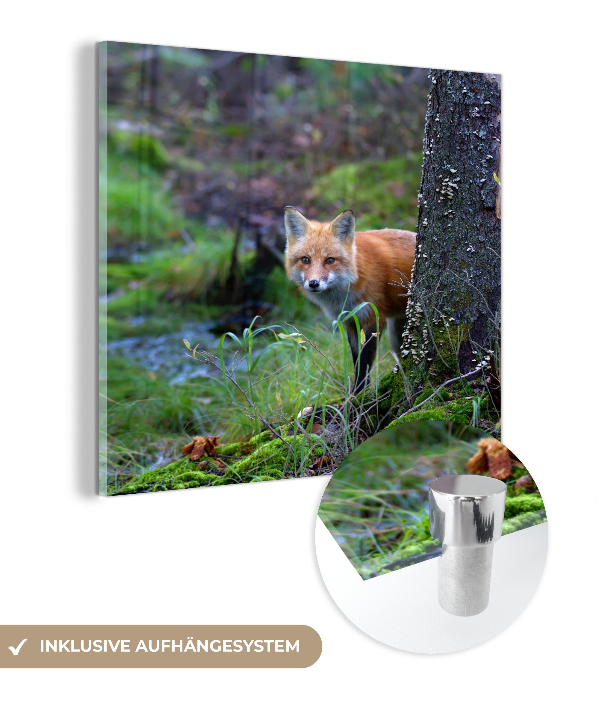 MuchoWow Acrylglasbild Fuchs - Baum - Waldtier - Herbst, (1 St), Glasbilder - Bilder auf Glas Wandbild - Foto auf Glas - Wanddekoration