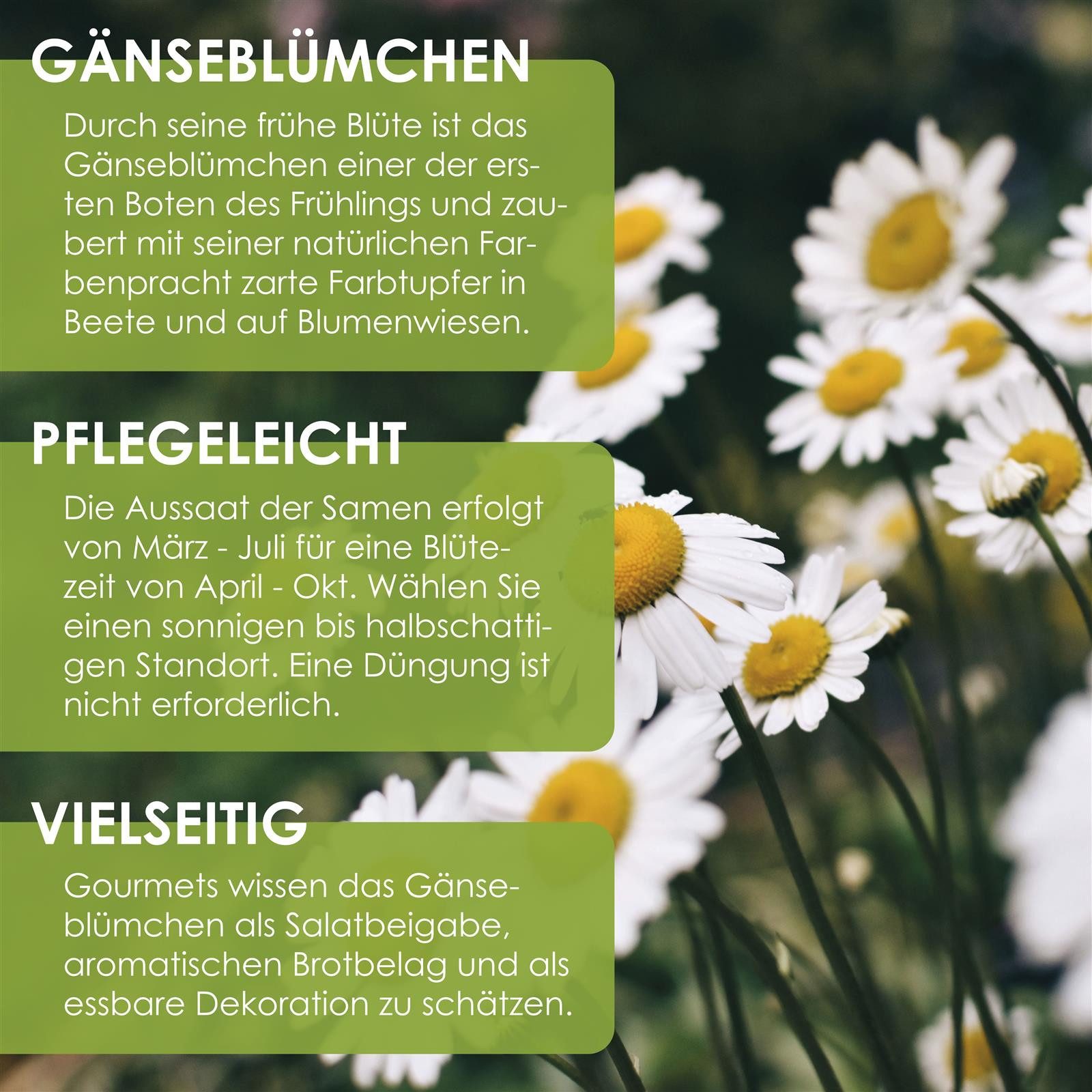 HappySeed Blumensamen Gänseblümchen Samen - Bellis perennis, Blumen günstig online kaufen