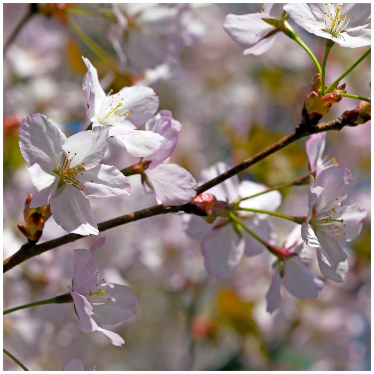St), Tischplatte Lack Kirschblüten Garten Frühling Wallario geeignet (1 zartem Ikea im Rosa - für Tisch in