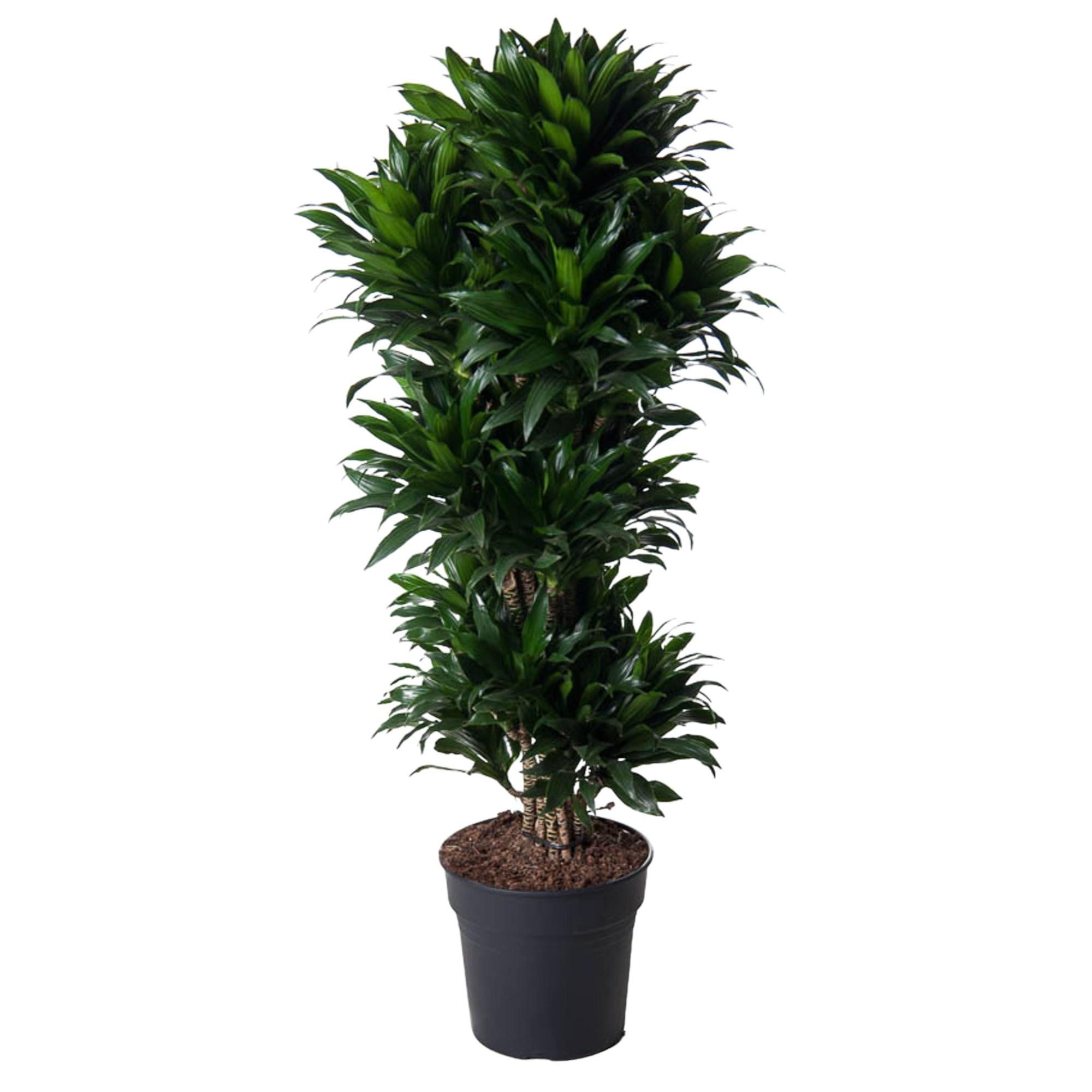 Exotenherz Zimmerpflanze Drachenbaum - Dracaena compacta - Karussel ca. 140 cm hoch 5 Stämme