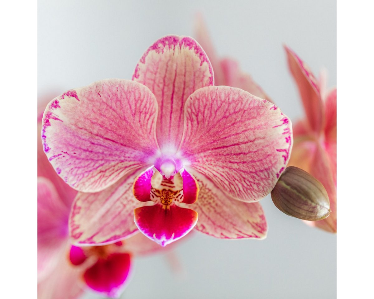 Thumbnail - Exotenherz Zimmerpflanze 2 Phalaenopsis Orchideen - Pirate Picotee - Topfgröße 12cm
