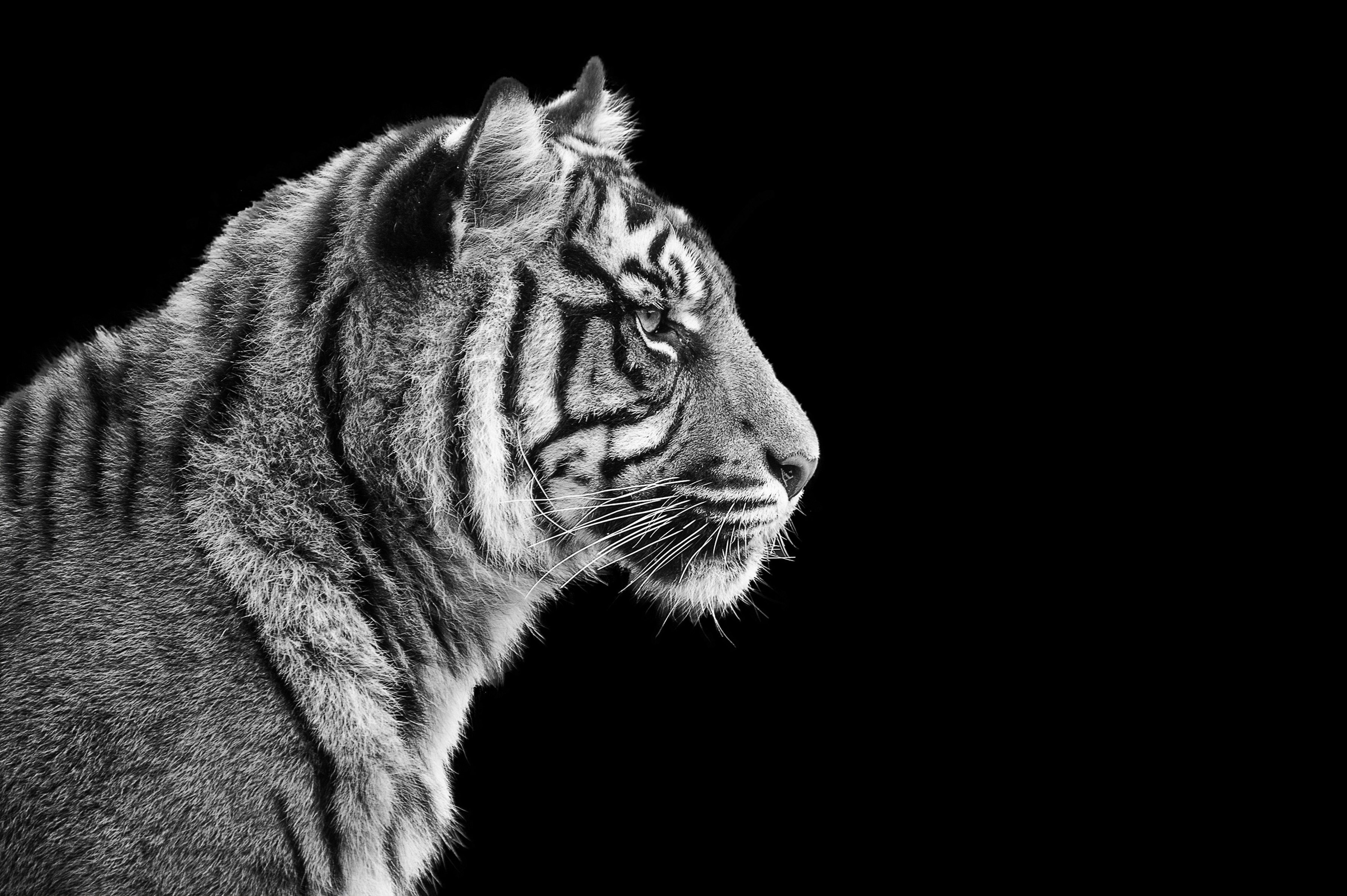 Fototapete TIGER-LÖWE PUMA GEPARD JAGUAR SCHWARZ WEIß WANDBILD XXL
