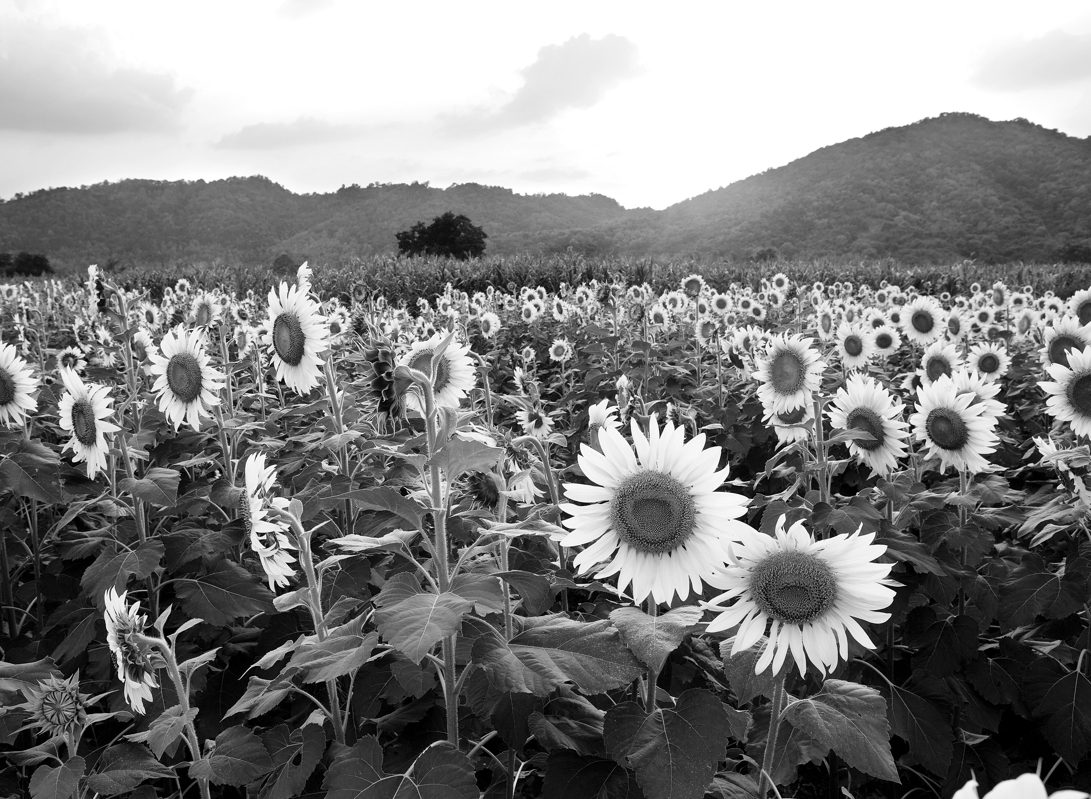 Sonnenblumenfeld & Weiß Fototapete Schwarz Papermoon