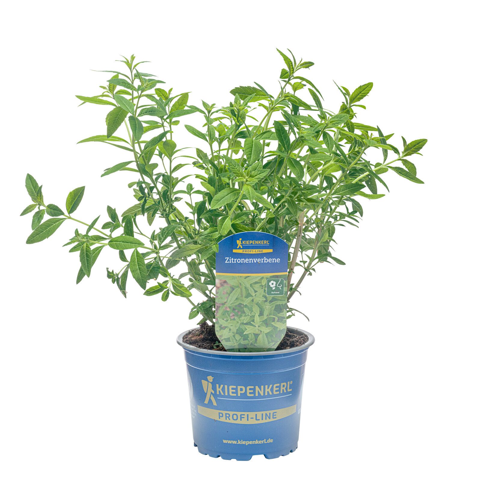 Pflanzen für Dich Gewürzkraut Zitronenverbene 12cm Topf