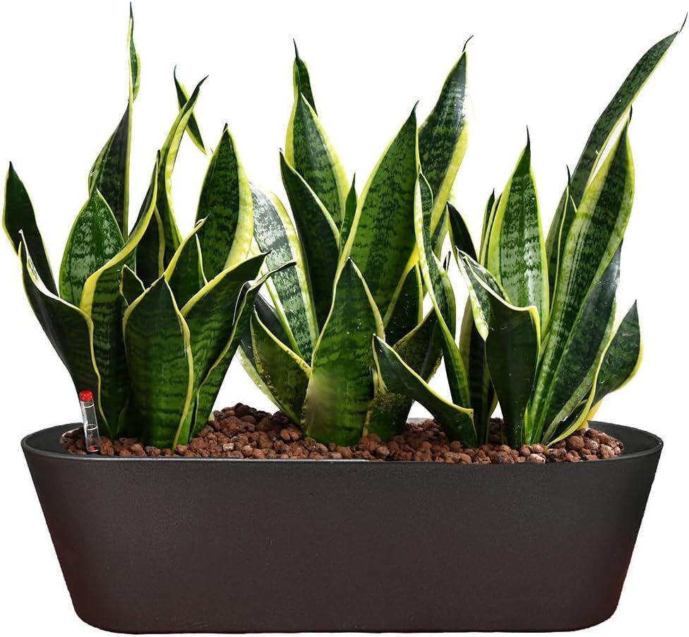 Green Me Up Zimmerpflanze Büropflanzen Set Sansevieria Bogenhanf pflegeleicht - Hydrokultur Set, inkl. 10L Blähton, Wasserstandsanzeige & Langzeitdünger