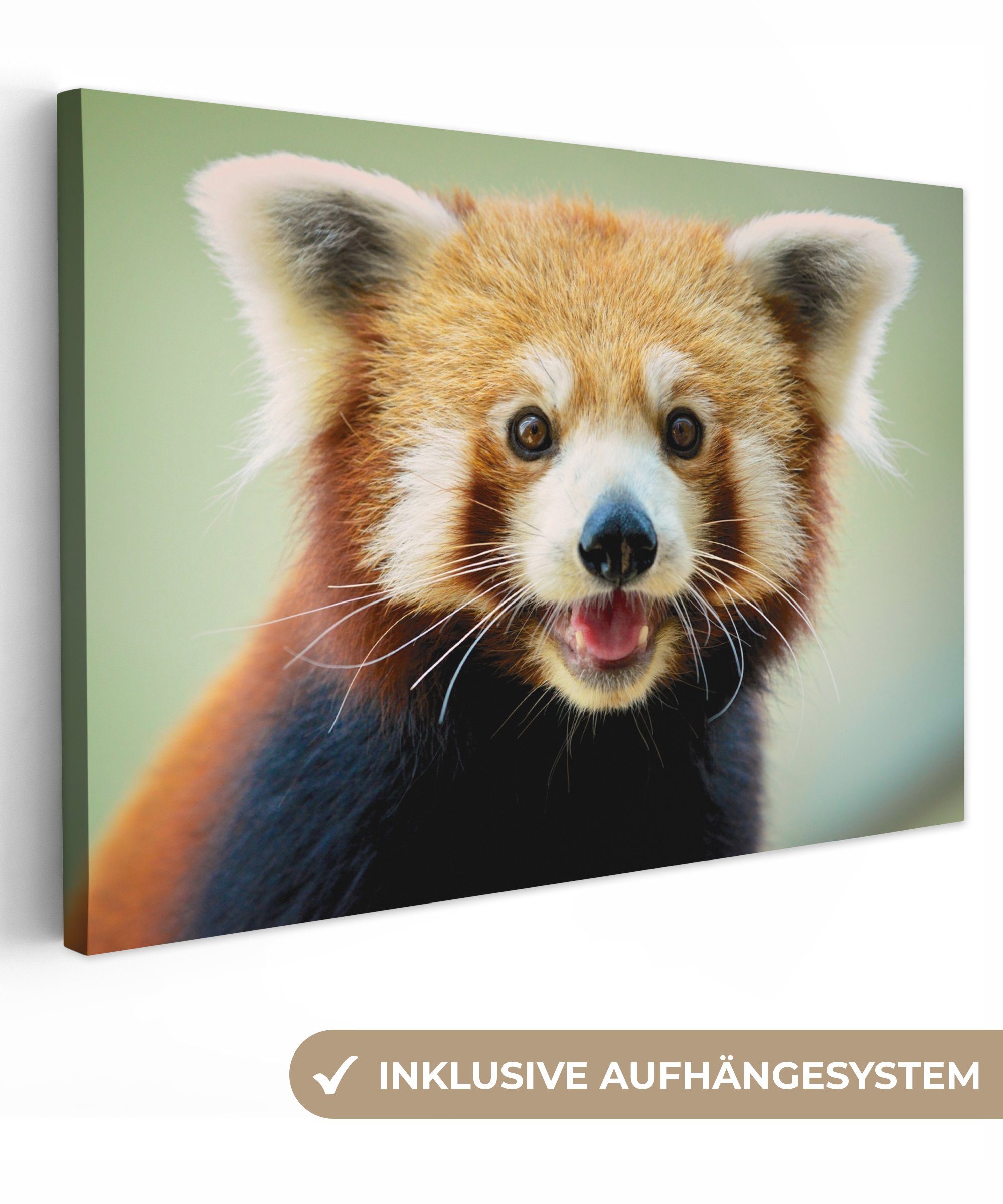 OneMillionCanvasses® Leinwandbild Roter Panda - Orange - Schwarz, (1 St), Wandbild Leinwandbilder, Aufhängefertig, Wanddeko, 30x20 cm