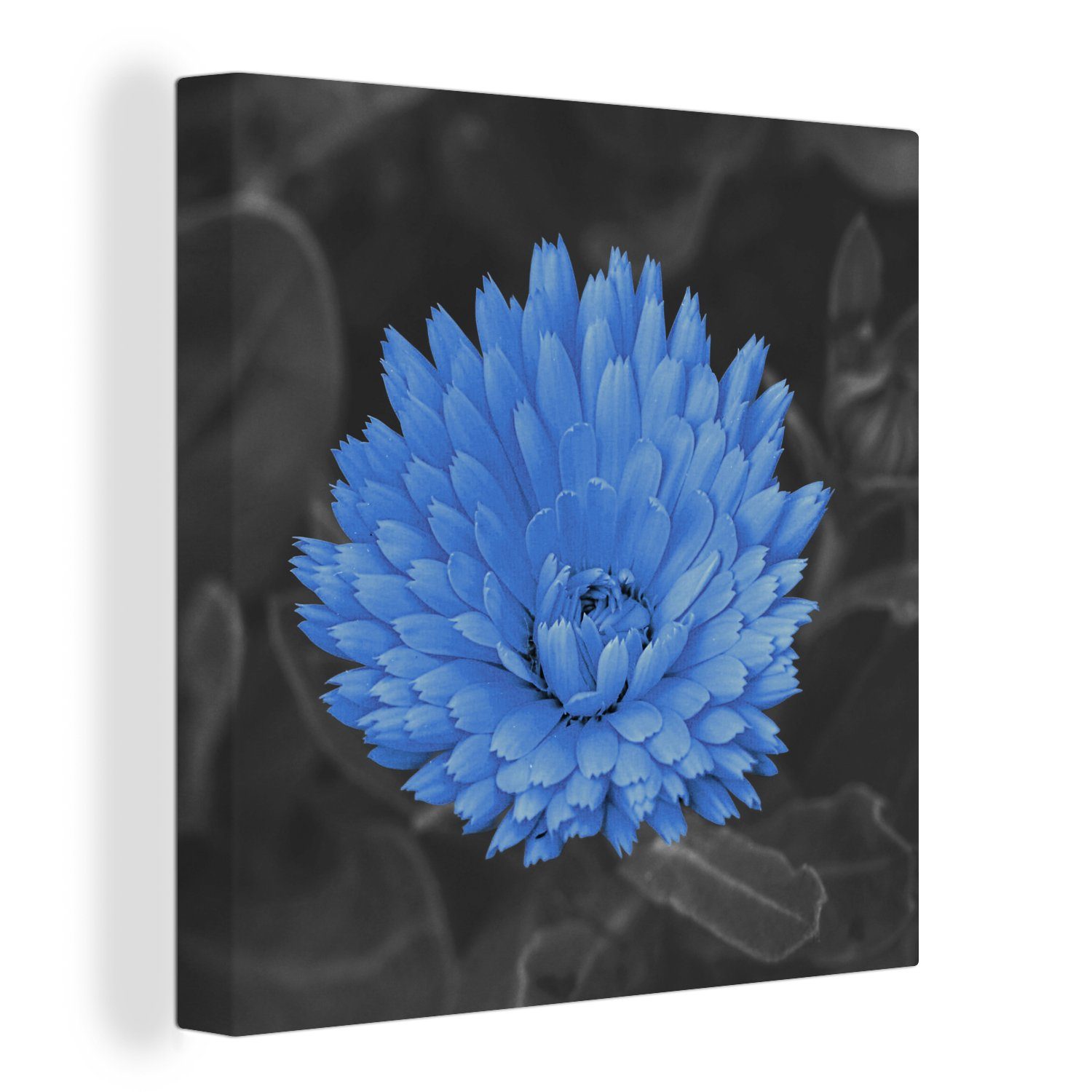 OneMillionCanvasses® Leinwandbild Blumen - Schwarz - Weiß - Blau, (1 St), Leinwand Bilder für Wohnzimmer Schlafzimmer