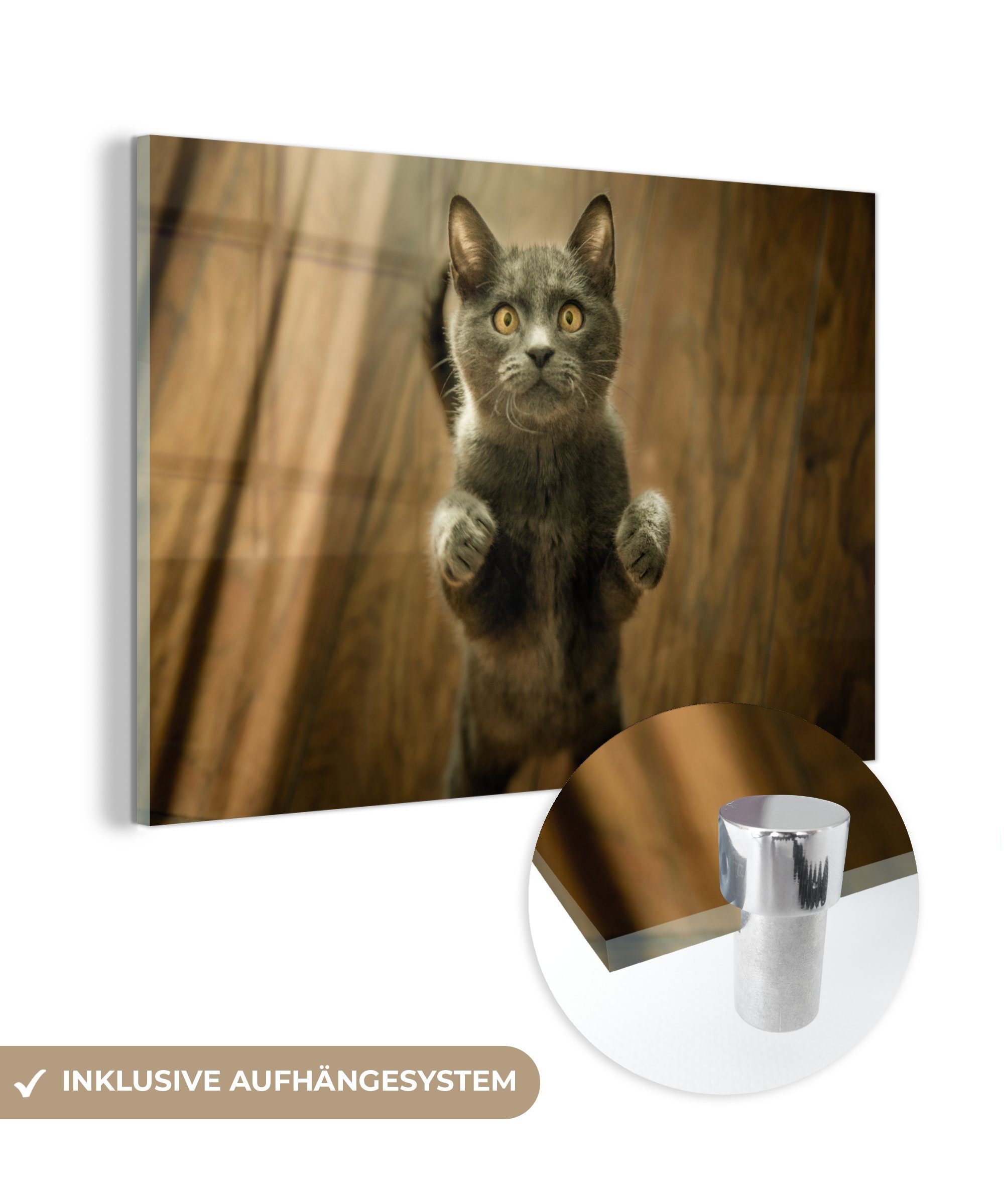 Schlafzimmer - St), Acrylglasbilder Wohnzimmer Boden MuchoWow (1 & Grau, Acrylglasbild Katzen -