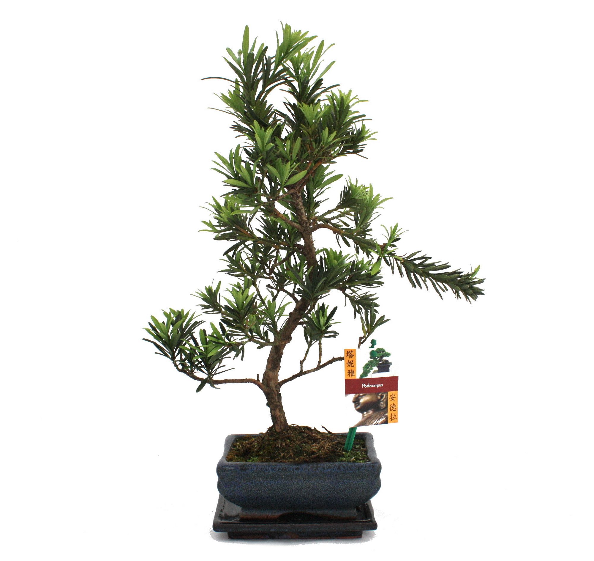 Exotenherz Zimmerpflanze Bonsai Steineibe - Podocarpus macrophyllus - ca. 6 günstig online kaufen