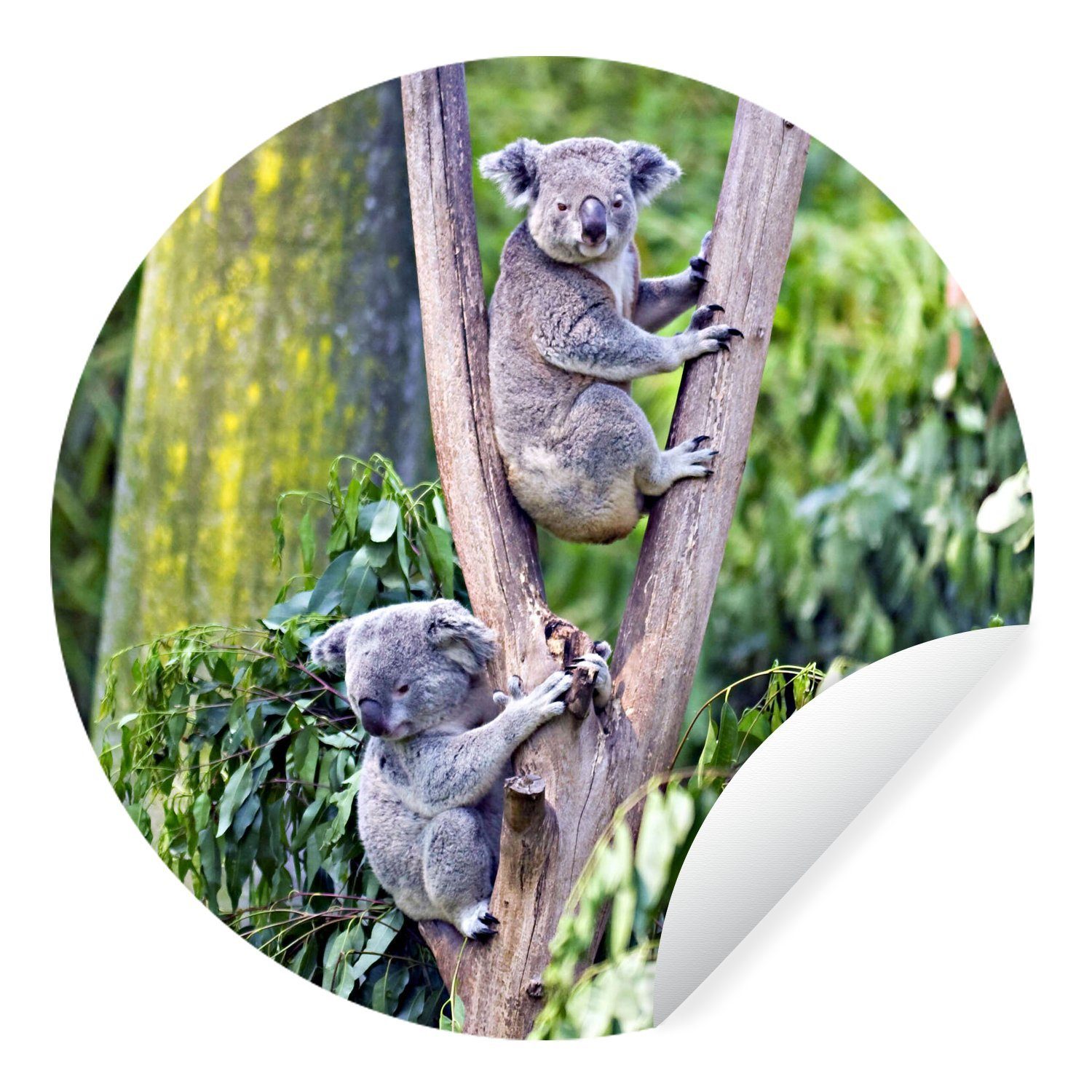 MuchoWow Wandsticker Koala - Baum - Eukalyptus (1 St), Tapetenkreis für Kinderzimmer, Tapetenaufkleber, Rund, Wohnzimmer