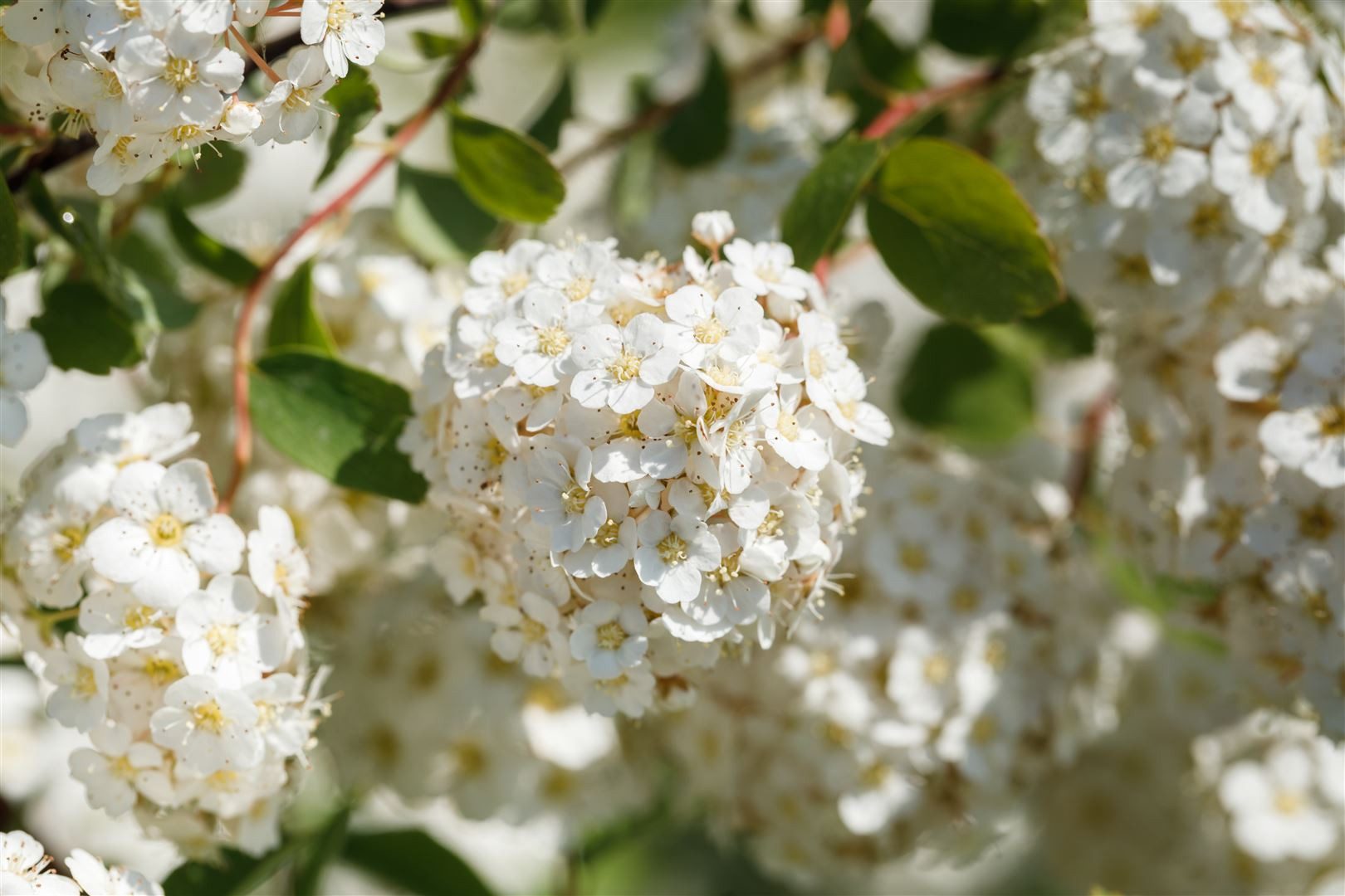 Pflanzen für Dich Gehölze Spiraea betulifolia, 1 St., Birkenblättrige Spiere