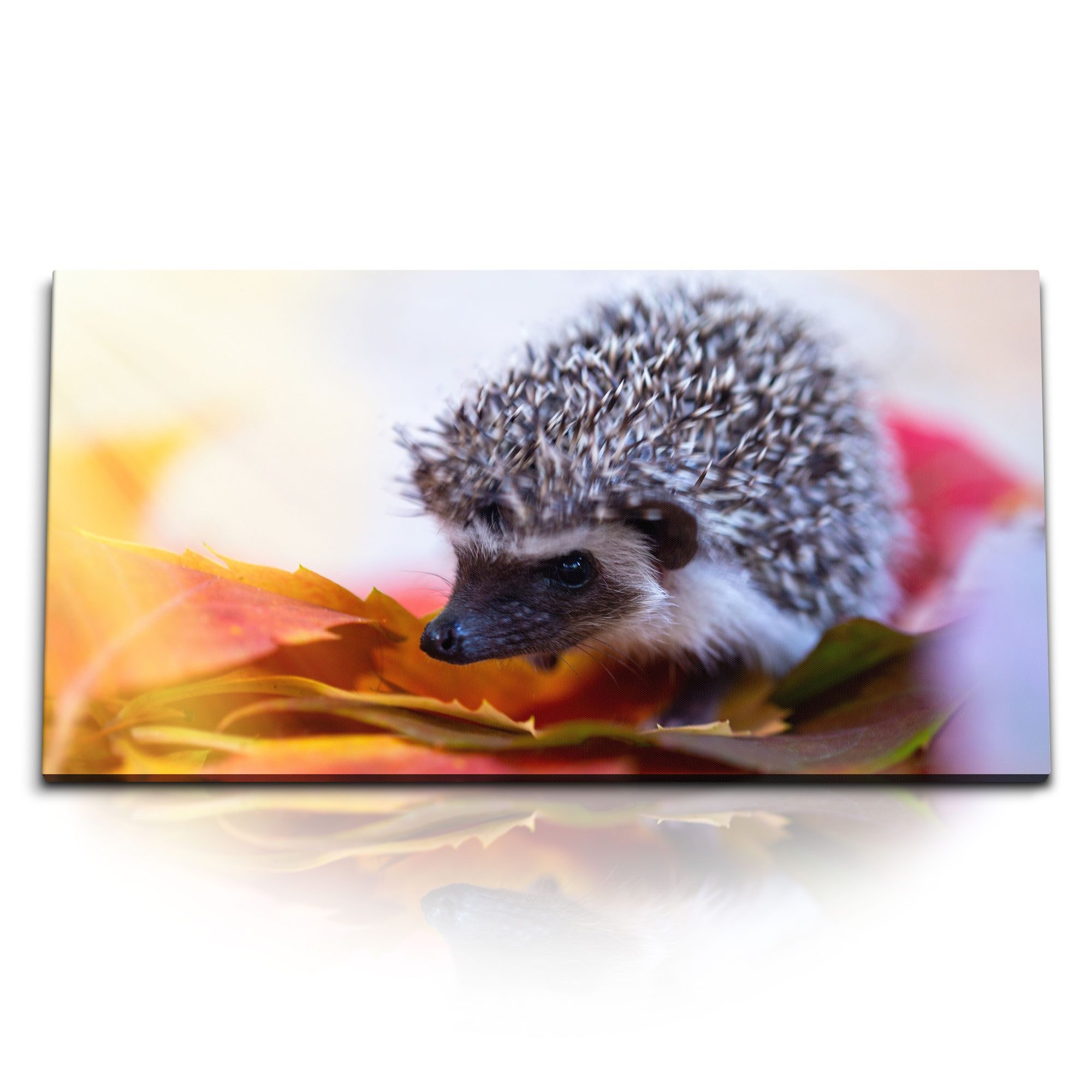 Leinwandbild Kunstdruck Bilder 120x60cm Kleiner Igel Babyigel Tierfotografie Herbst