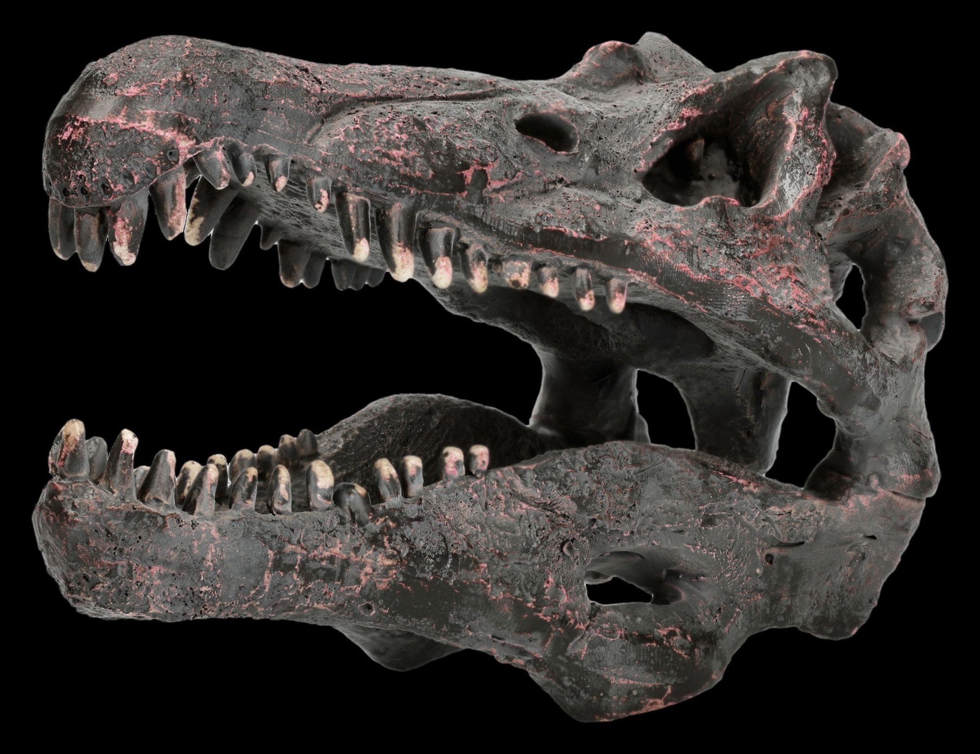 Figuren Shop GmbH Dekofigur Spinosaurus Totenkopf – Dinosaurier Schädel Fossil Deko Figur 9 cm