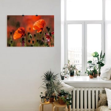 Artland Wandbild Rote Mohnblumen in der Provence, Blumenbilder (1 St), als Leinwandbild, Poster in verschied. Größen
