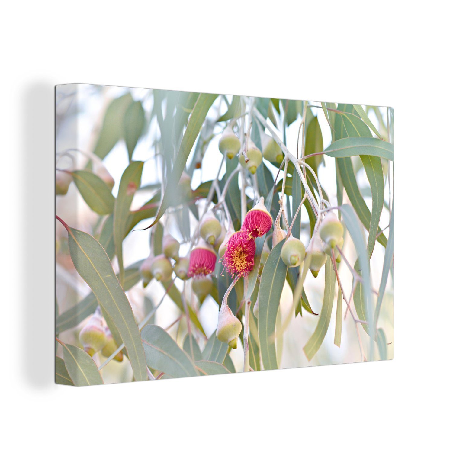 Aufhängefertig, Leinwandbild OneMillionCanvasses® inmitten Blätter, St), 30x20 Eukalyptusblüten cm Wandbild Rosa (1 der Leinwandbilder, Wanddeko,