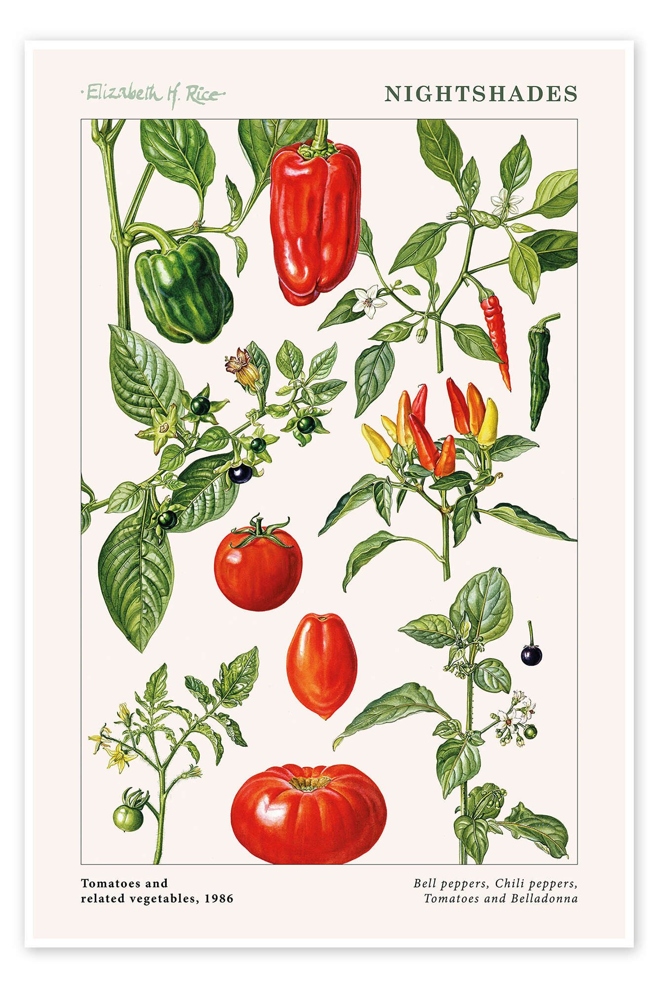Posterlounge Wandbild Tomaten und andere Nachtschattengewächse, 1986, Elizabeth Rice, erhältlich als Poster, Leinwandbild, Wandsticker oder Acrylglasbild