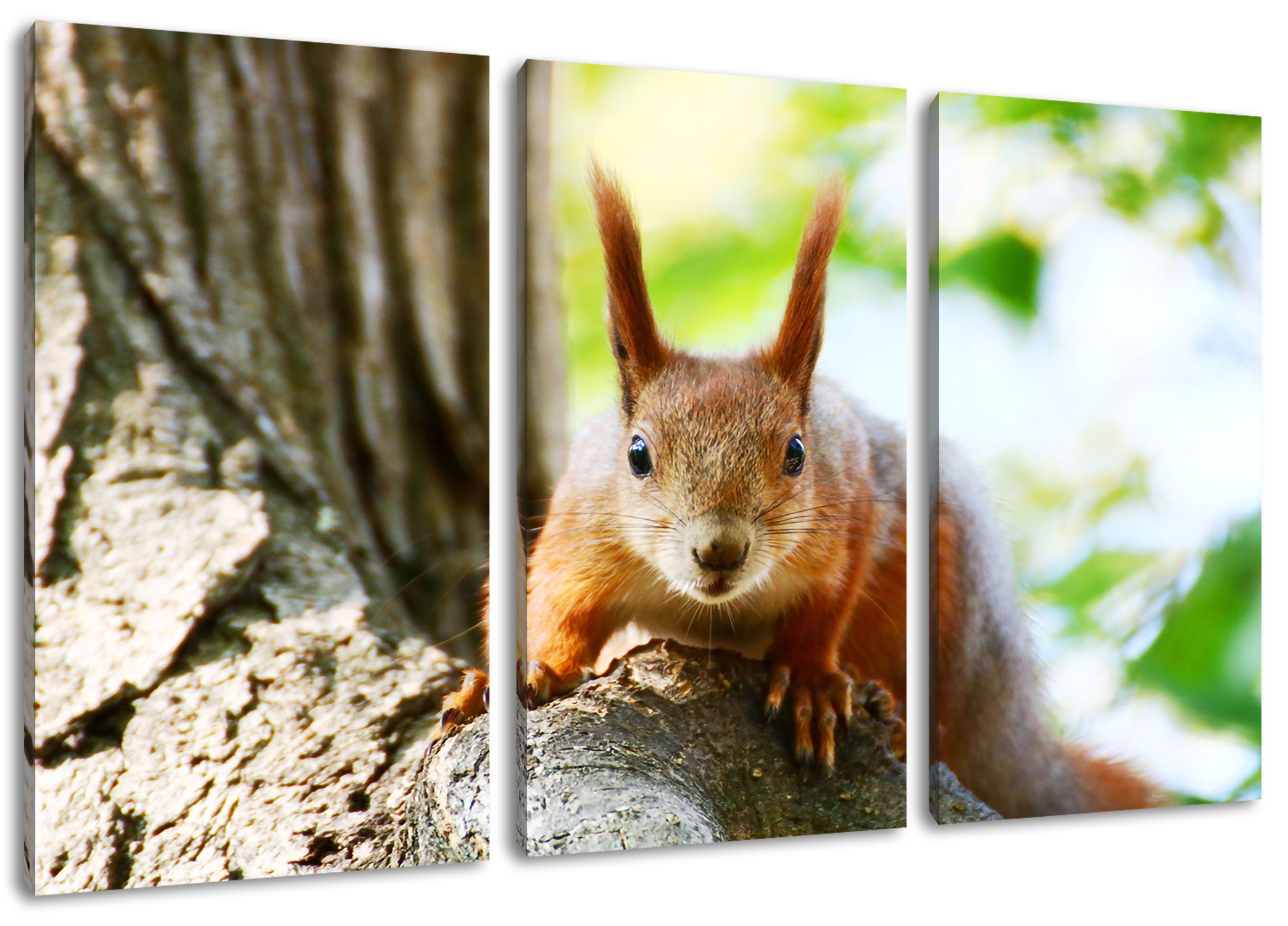 Pixxprint Leinwandbild Eichhörnchen auf dem auf dem Zackenaufhänger 3Teiler Baum Baum, fertig inkl. (120x80cm) Eichhörnchen bespannt, St), (1 Leinwandbild