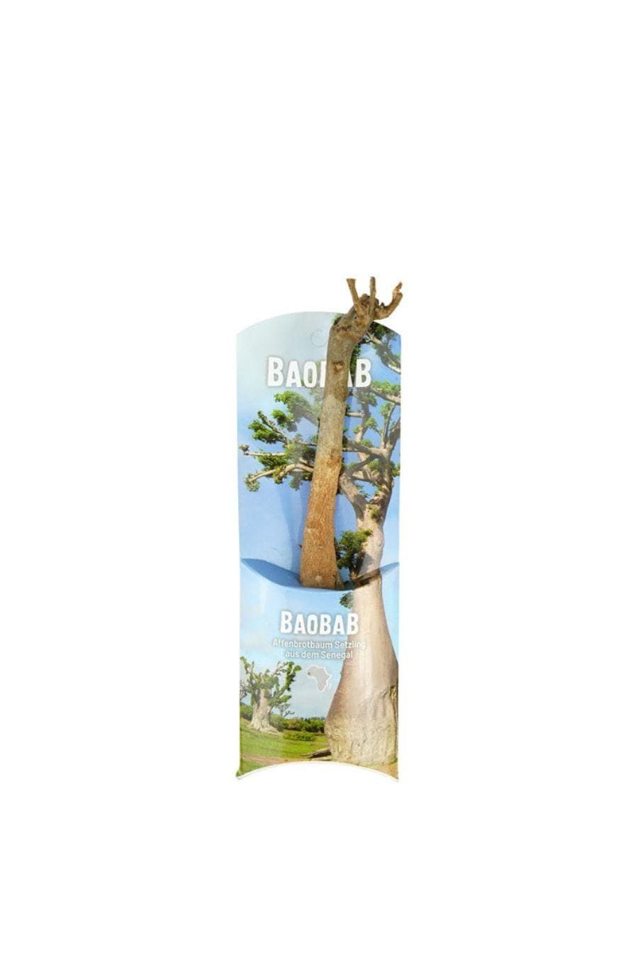 CONTIGO Zimmerpflanze Baobab Setzling Klein - 1-2 Jahre - Senegal, Handgefertigt in Senegal · Recyceltes Glas · Unikat