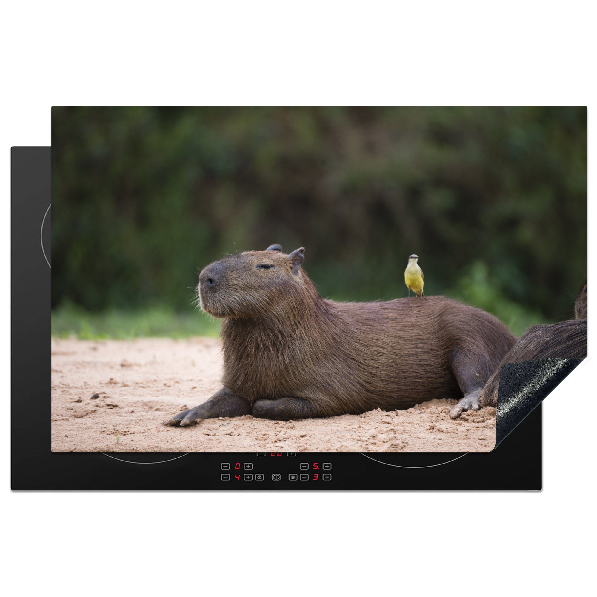 mit Induktionskochfeld Ein MuchoWow tlg), Vinyl, die Capybara (1 darauf, 81x52 kleinen Herdblende-/Abdeckplatte Vogel für Ceranfeldabdeckung küche, einem cm, Schutz