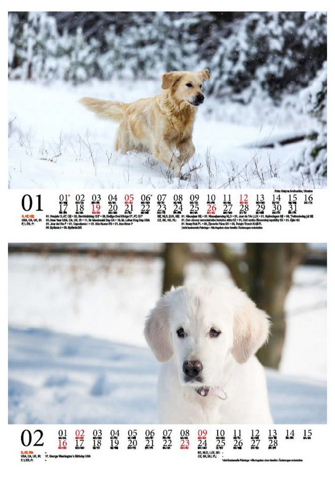 Thumbnail - Seelenzauber Tischkalender Hundezauber Golden Retriever DIN A5 Kalender für 2025 Welpen