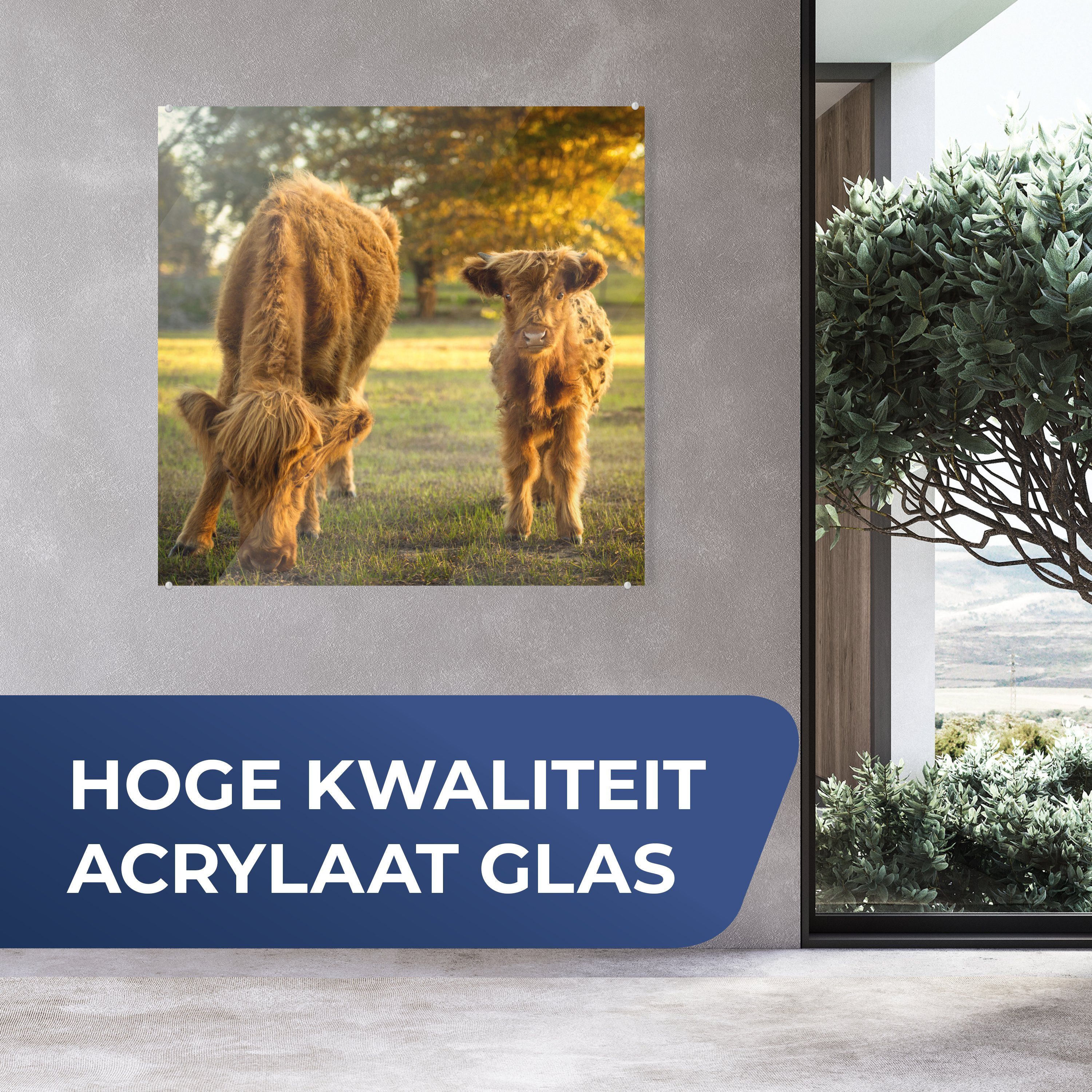 MuchoWow Acrylglasbild Schottischer Highlander Herbst, Kalb für Glas - - Küche St), Dekorative (1 & auf Bild Wohnzimmer