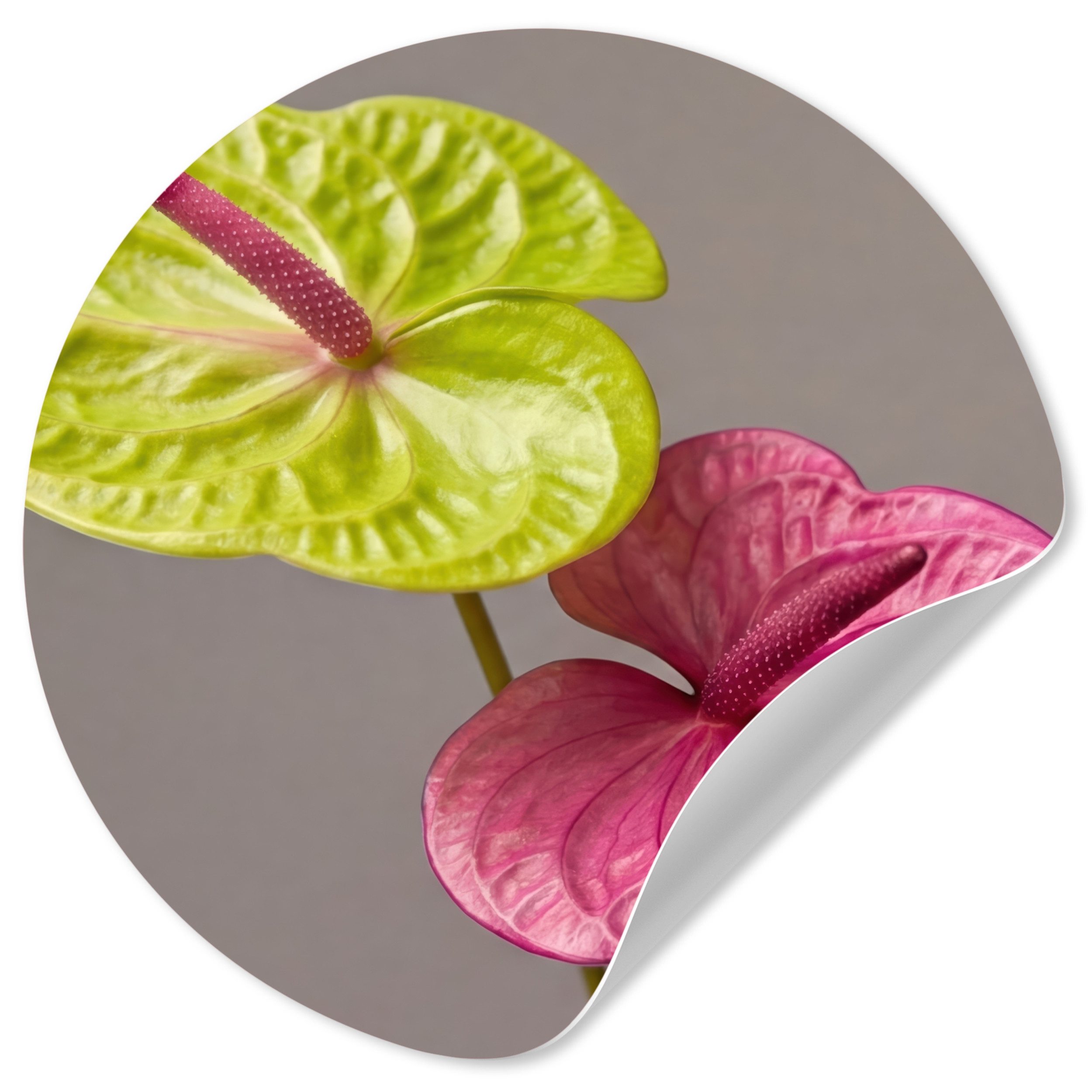 MuchoWow Wandsticker Pflanzen - Anthurium - Grün - Rosa (1 St), Wandtattoo Selbstklebend, Wohnzimmer Deko Aufkleber, 30x30 cm