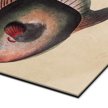 Posterlounge XXL-Wandbild Frederick Polydor Nodder, Mondfisch, Mola Mola, Badezimmer Vintage Illustration
