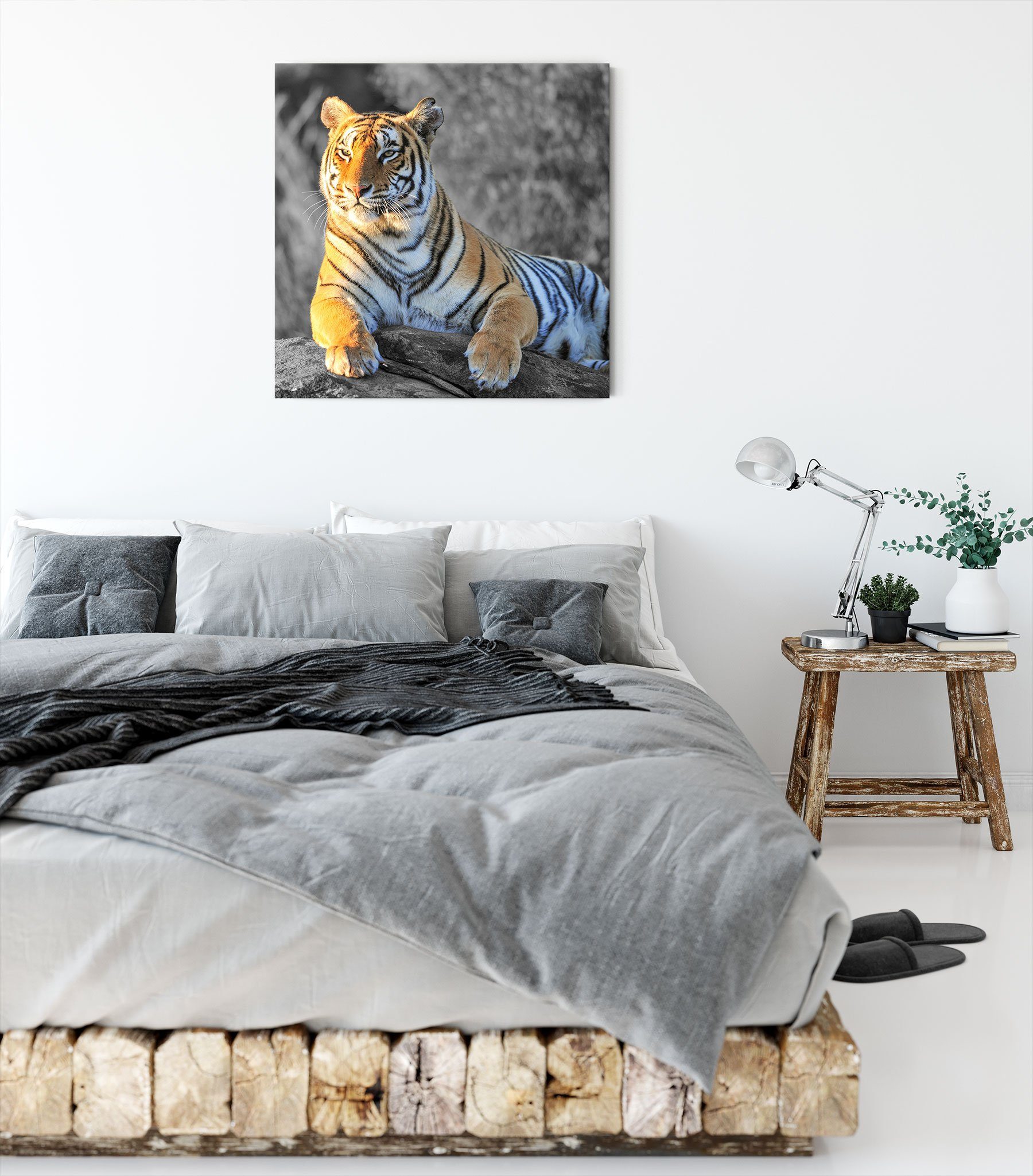 Pixxprint Leinwandbild Tiger Zackenaufhänger wunderschöner bespannt, inkl. St), (1 stolzer wunderschöner fertig Tiger, Leinwandbild stolzer