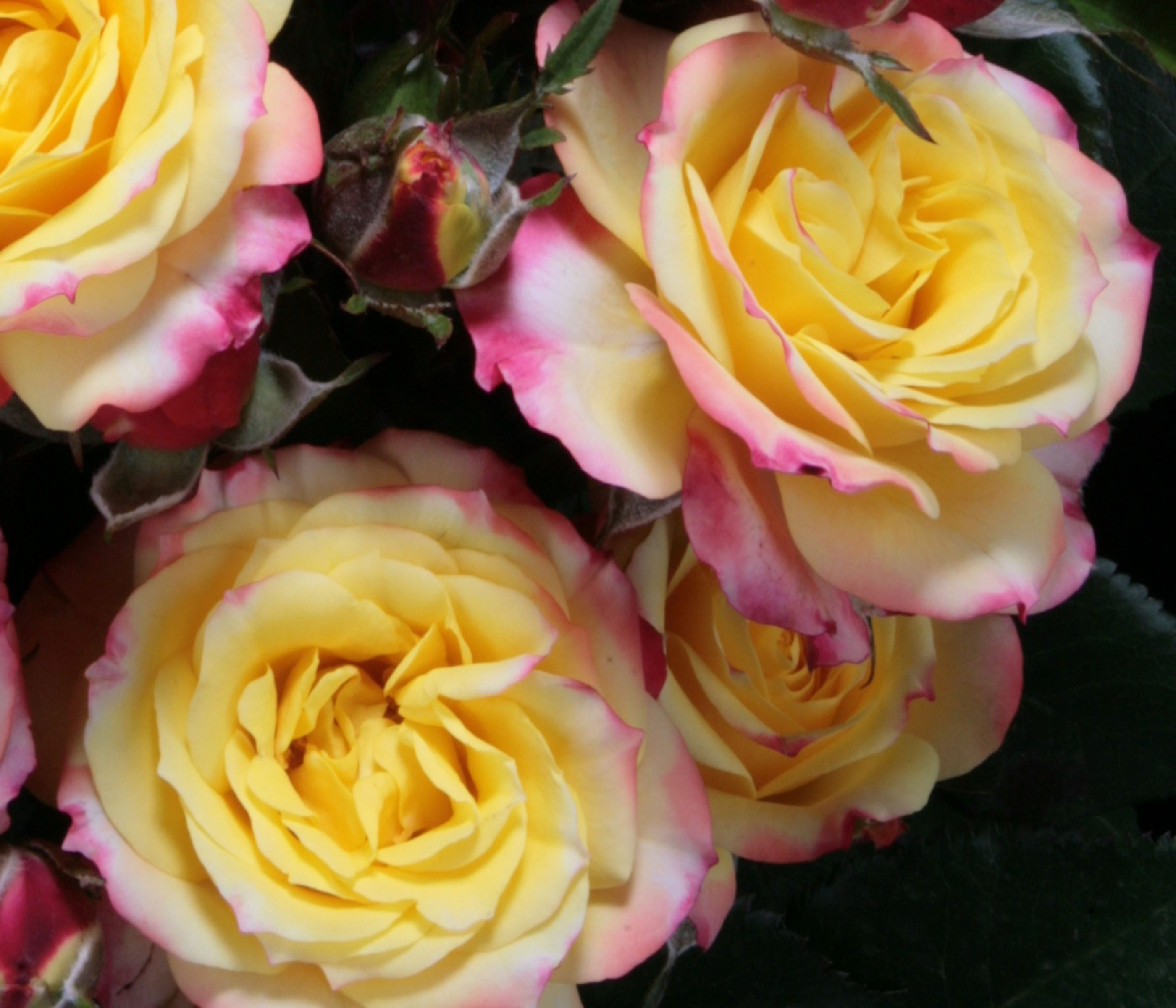 Dehner Rose Zwergrose Tropical Clementine®, zweifarbige Blüten, gefüllt und duftend, strauchförmiger Wuchs, Züchter Tantau