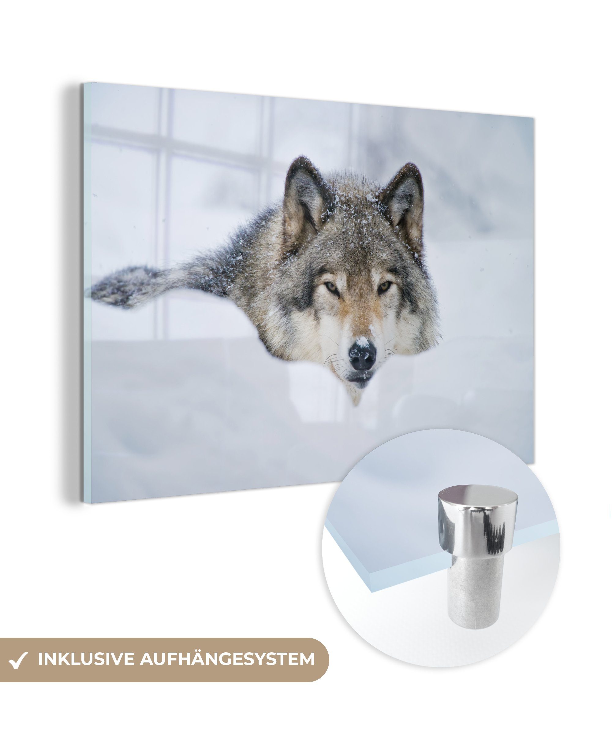 MuchoWow Acrylglasbild Wolf - Schnee - Mantel, (1 St), Acrylglasbilder Wohnzimmer & Schlafzimmer