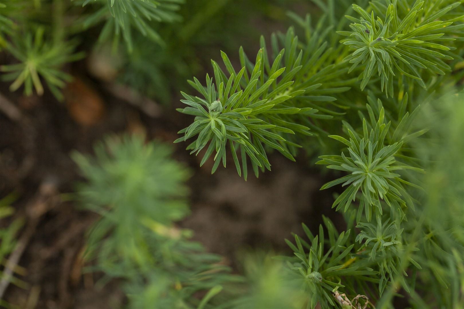 Pflanzen für Dich Staude Euphorbia cyparissias, 1 St., Zypressen-Wolfsmilch, Zypressenblättrige Wolfsmilch