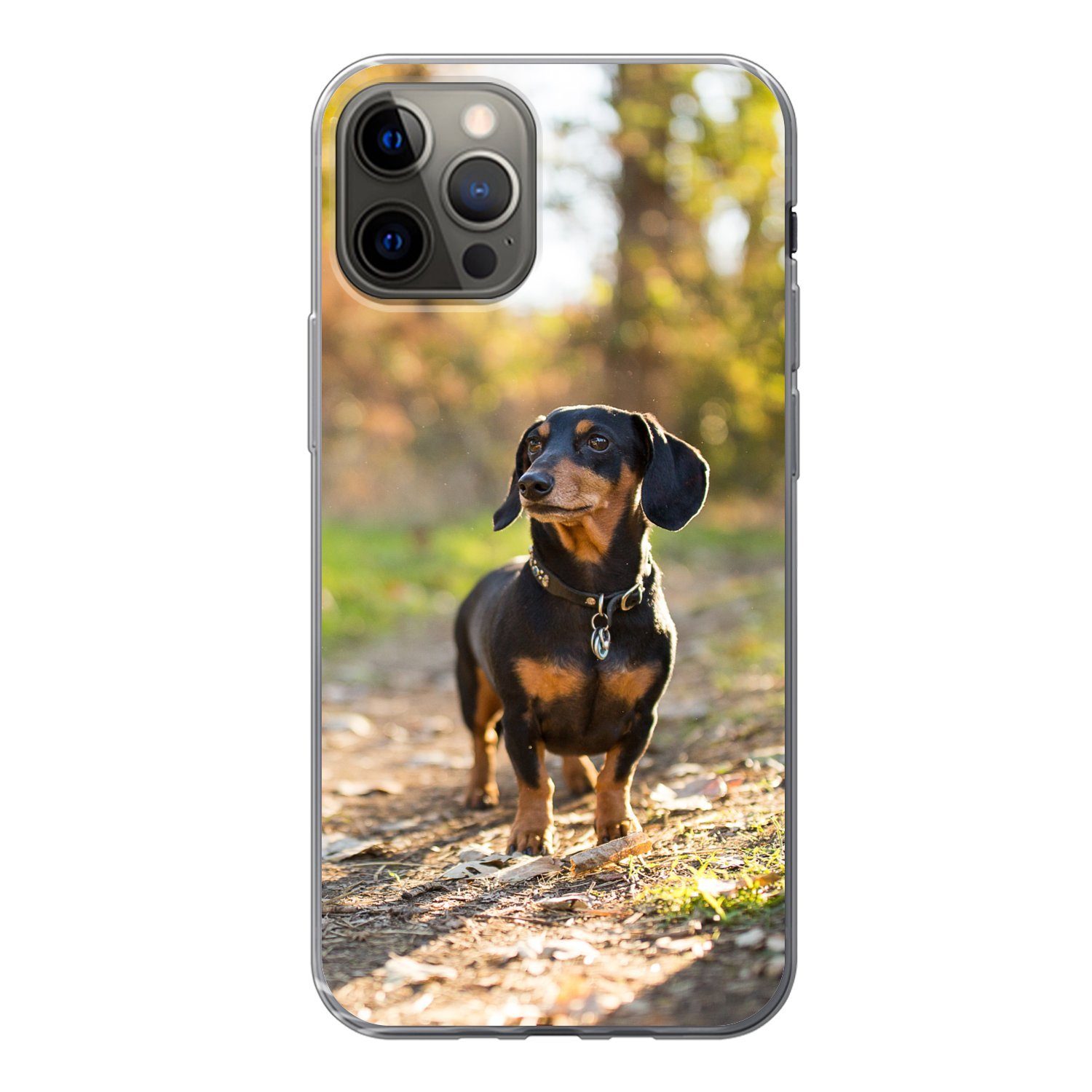 MuchoWow Handyhülle für Apple iPhone 12 Pro Ein schöner Dackel im Wald, Smartphone-Bumper, Print, Handy Schutzhülle Dünn