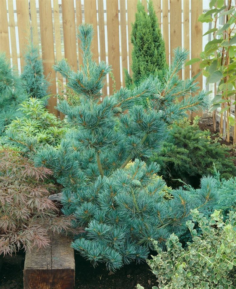 Thumbnail - Pflanzen für Dich Konifere Pinus parviflora Pentaphylla Glauca, 1 St., Japanische Mädchen-Kiefer, Mädchen-Kiefer, blaugr...