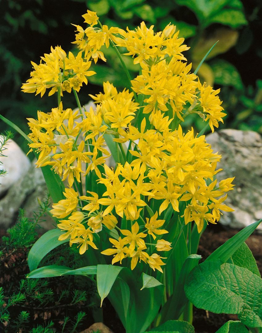 Pflanzen für Dich Staude Allium moly, 1 St., Goldlauch, Goldener Lauch